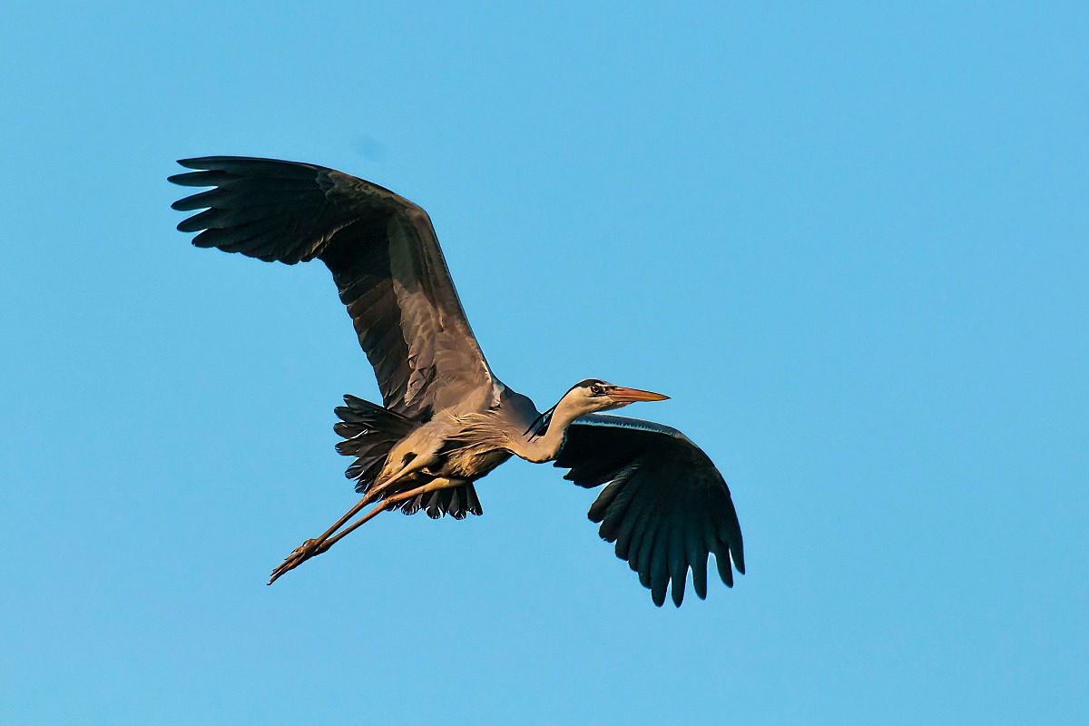 Grey Heron...