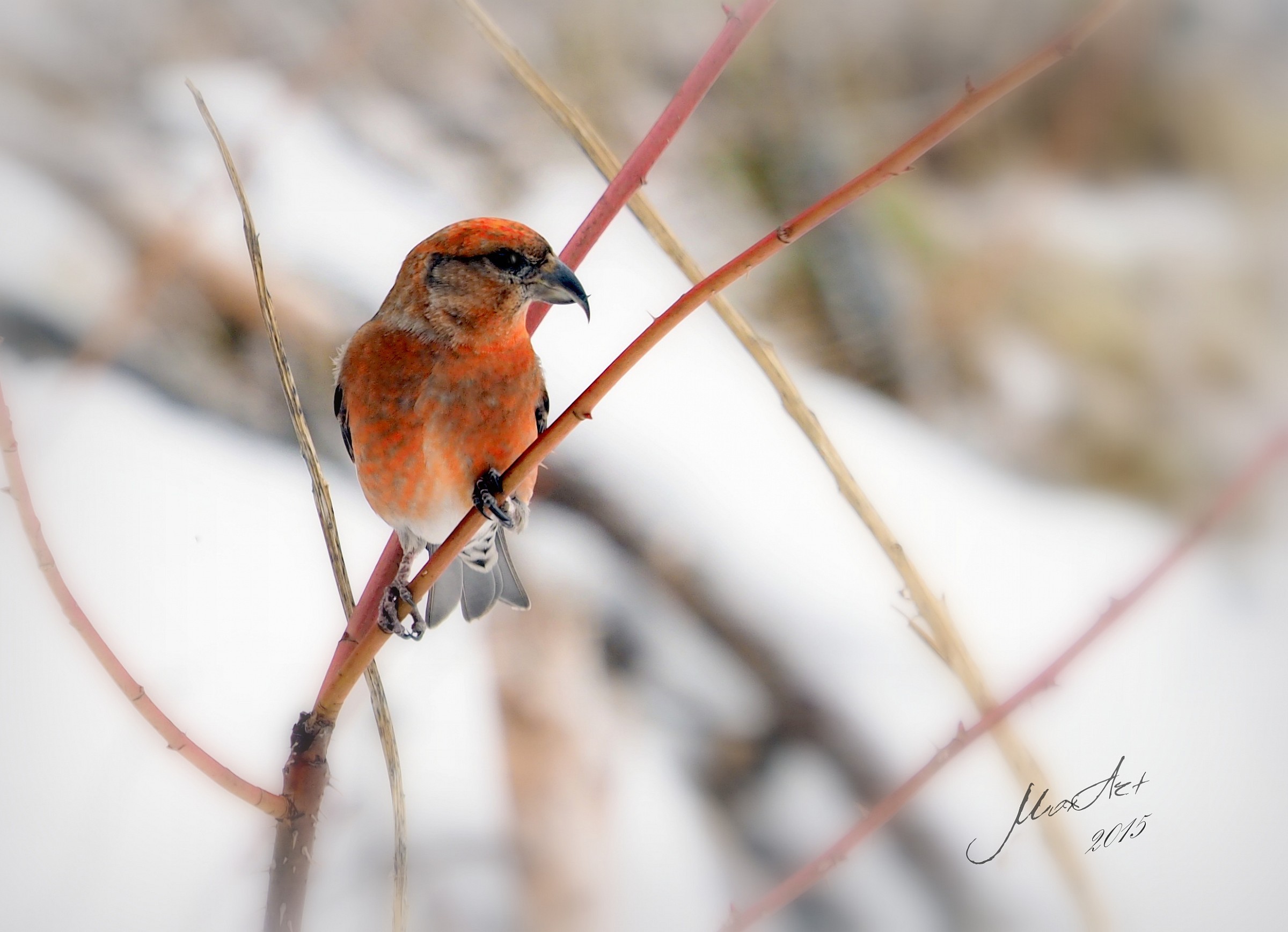 Red Crossbill (bird cruises)...