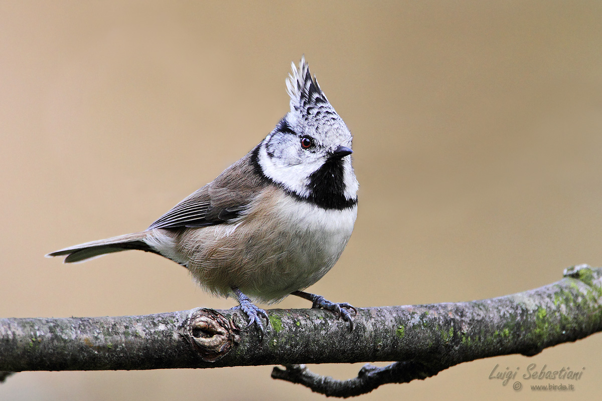 Crested Tit ... in tone...