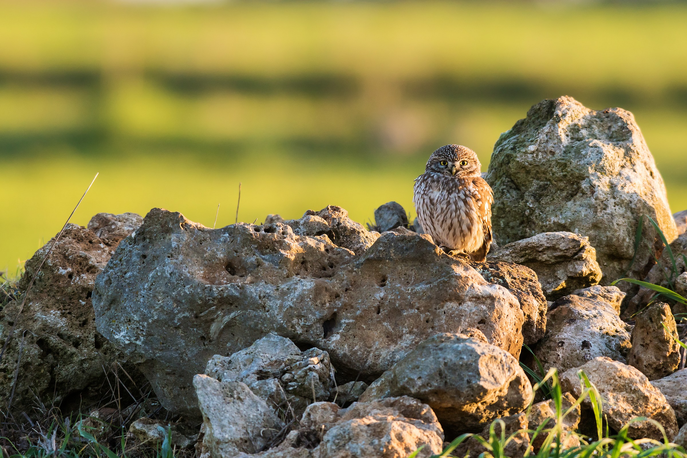 Athene noctua...