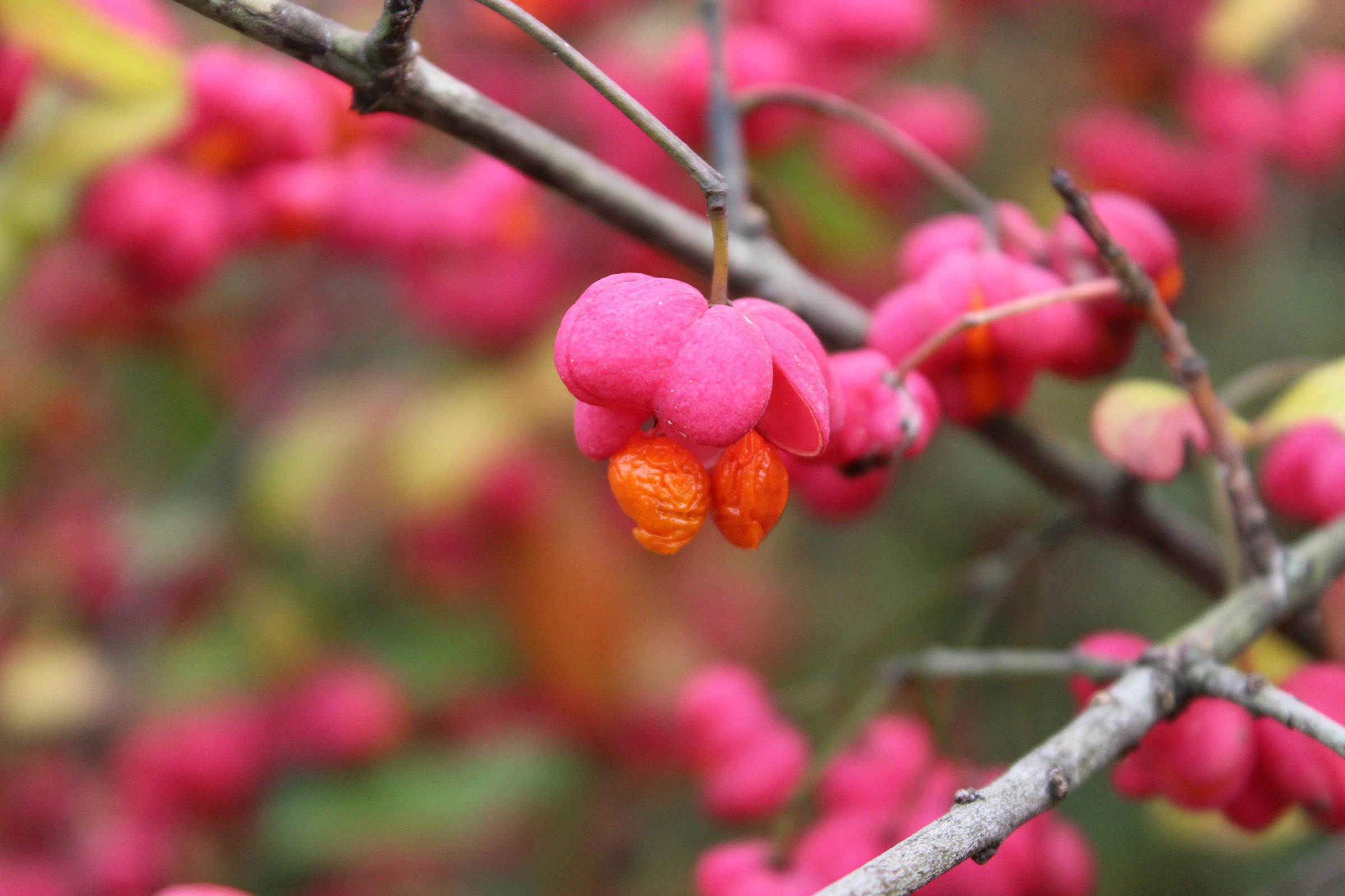 Spindle Tree...