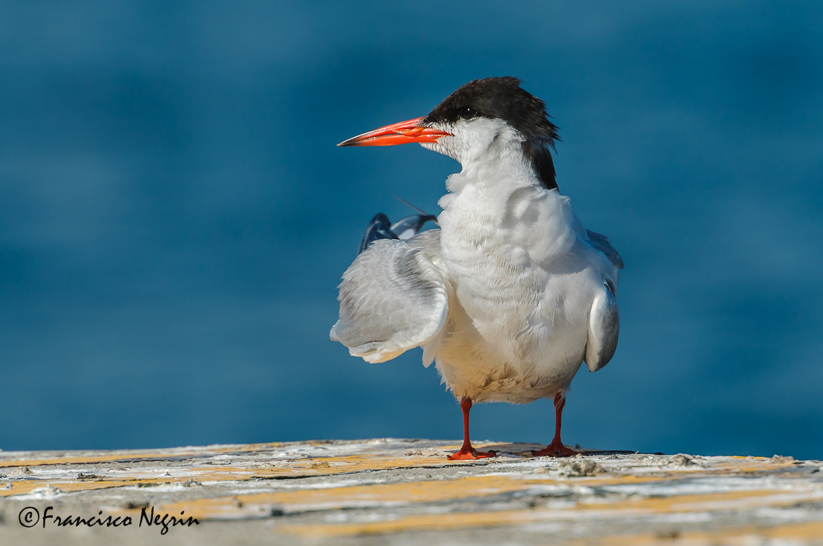 Portrait of  common tern....