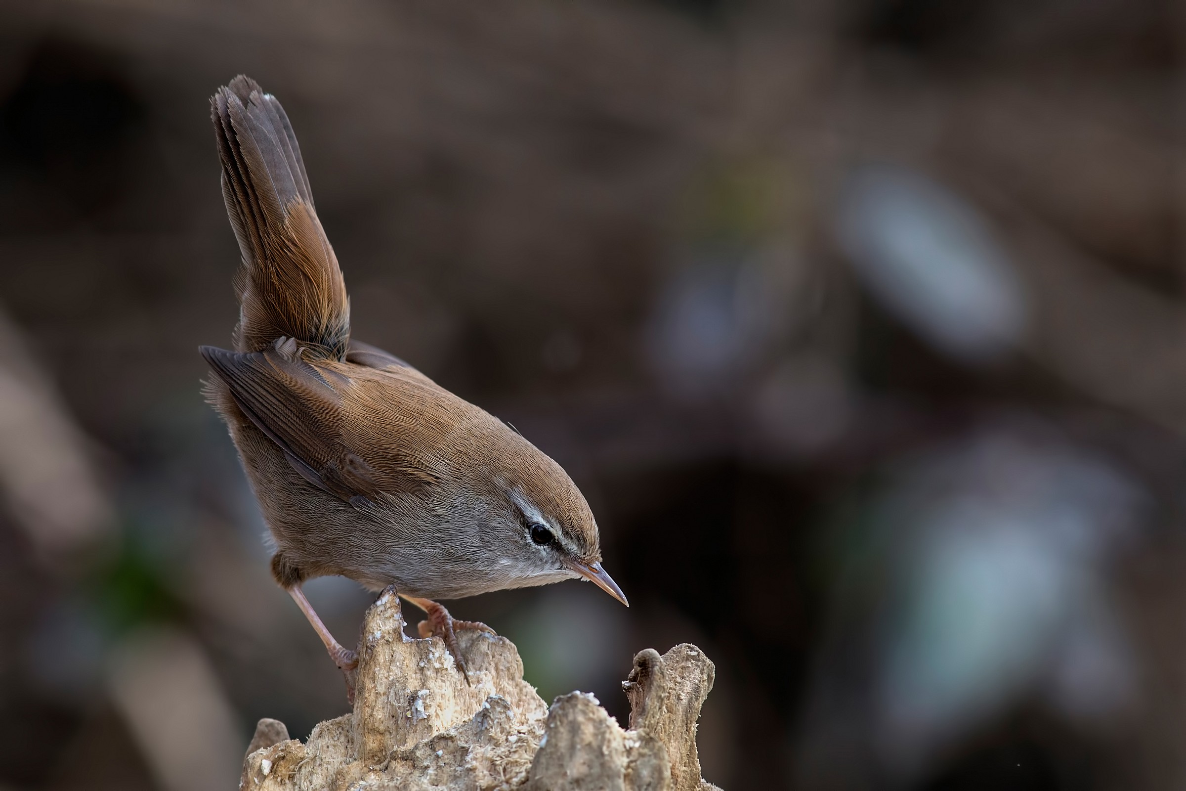 Cetti's Warbler...