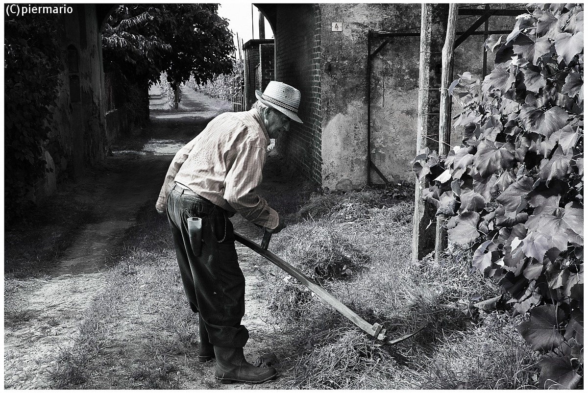 quando si tagliava l'erba con la falce...