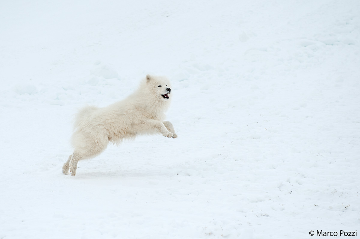 snow dog...