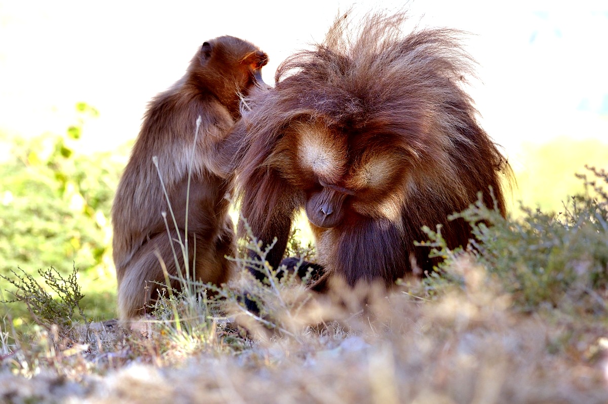 Ethiopia 2015 - Gelada baboons...