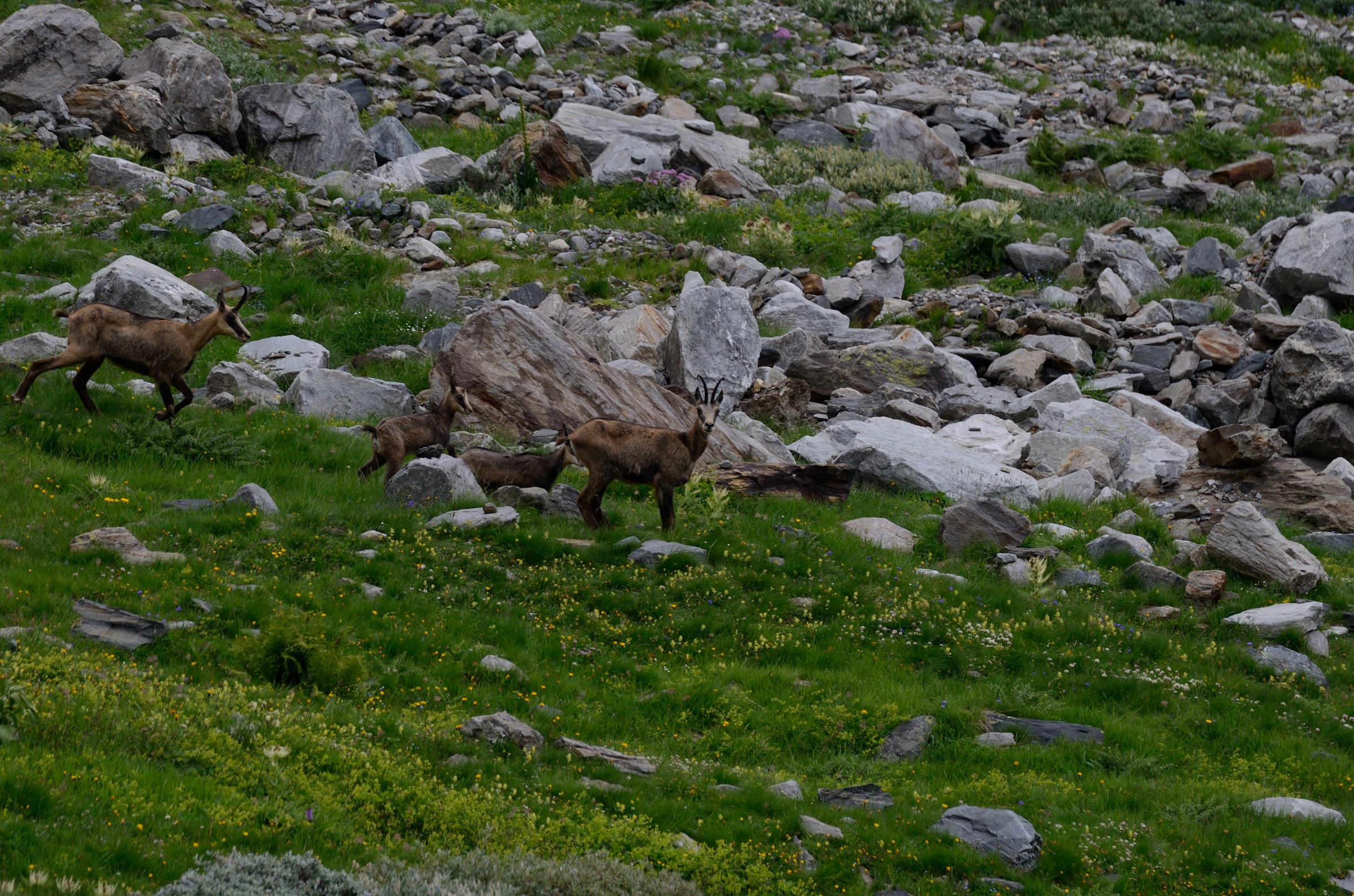 Chamois in group...