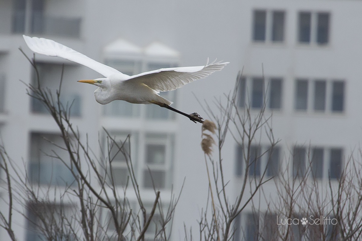 Egret...