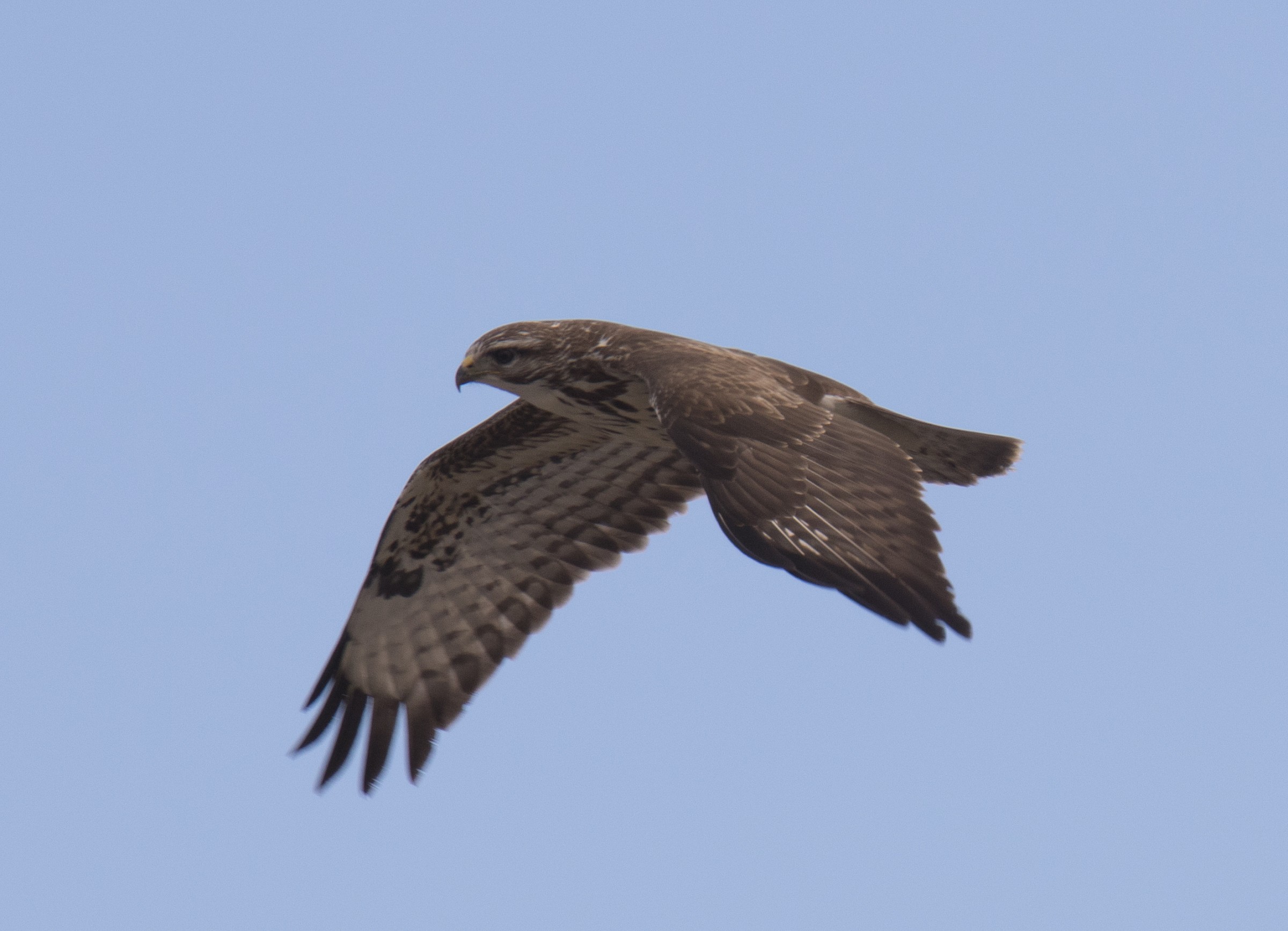 Buzzard, Langa...