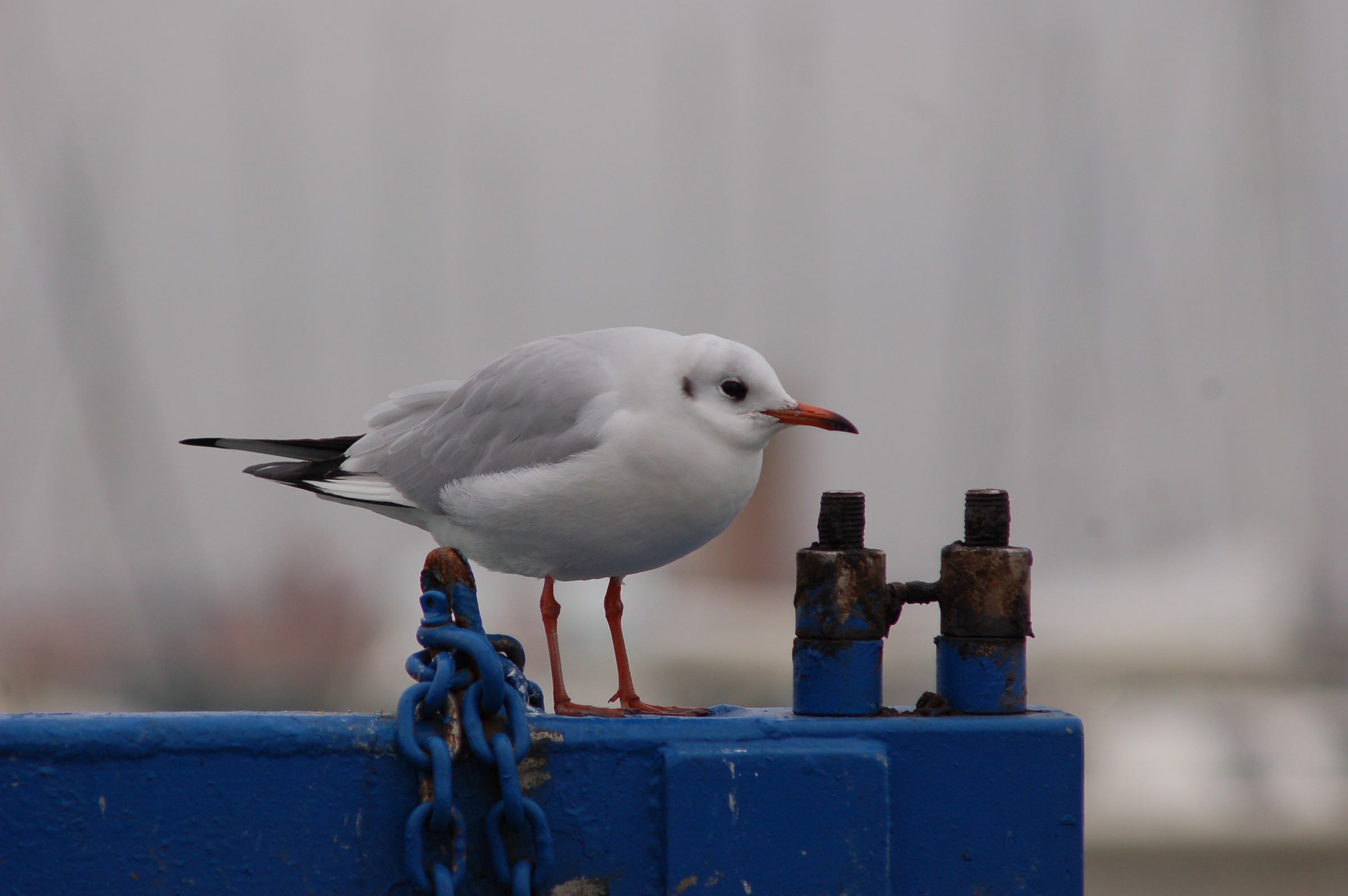 This is fred, cuchel? (Seagull Romagna)...