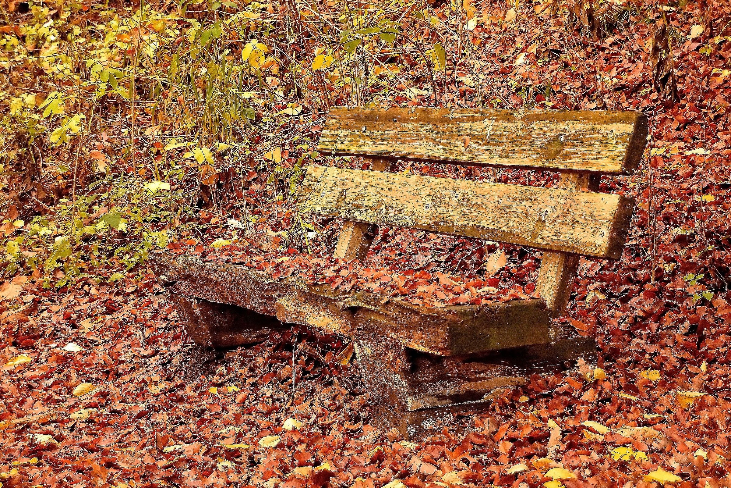 Panchina nel bosco...