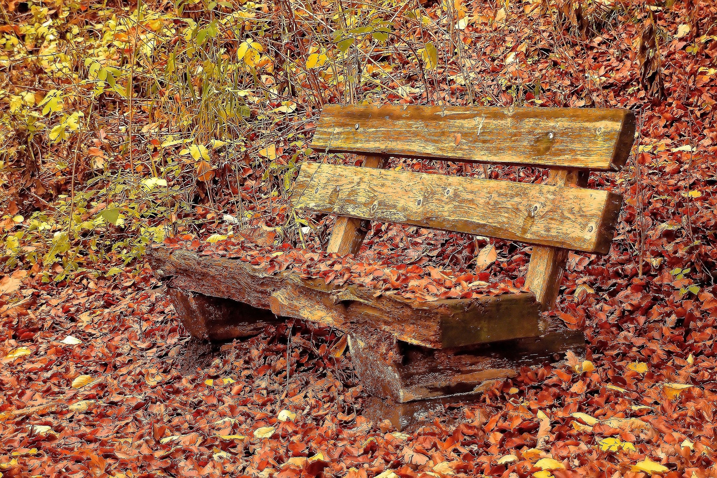 Bench in wood...