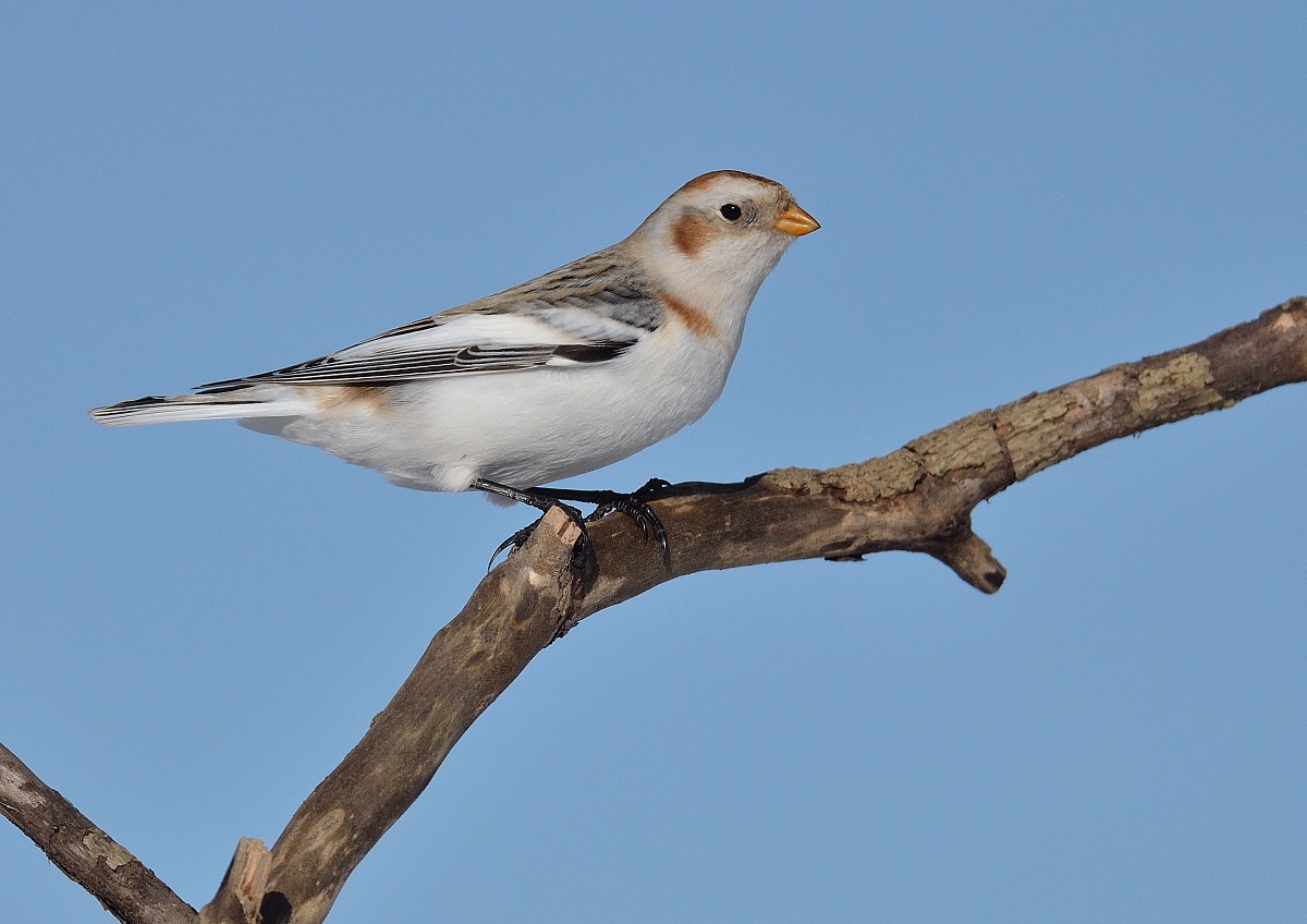 My First Snow Bunting...