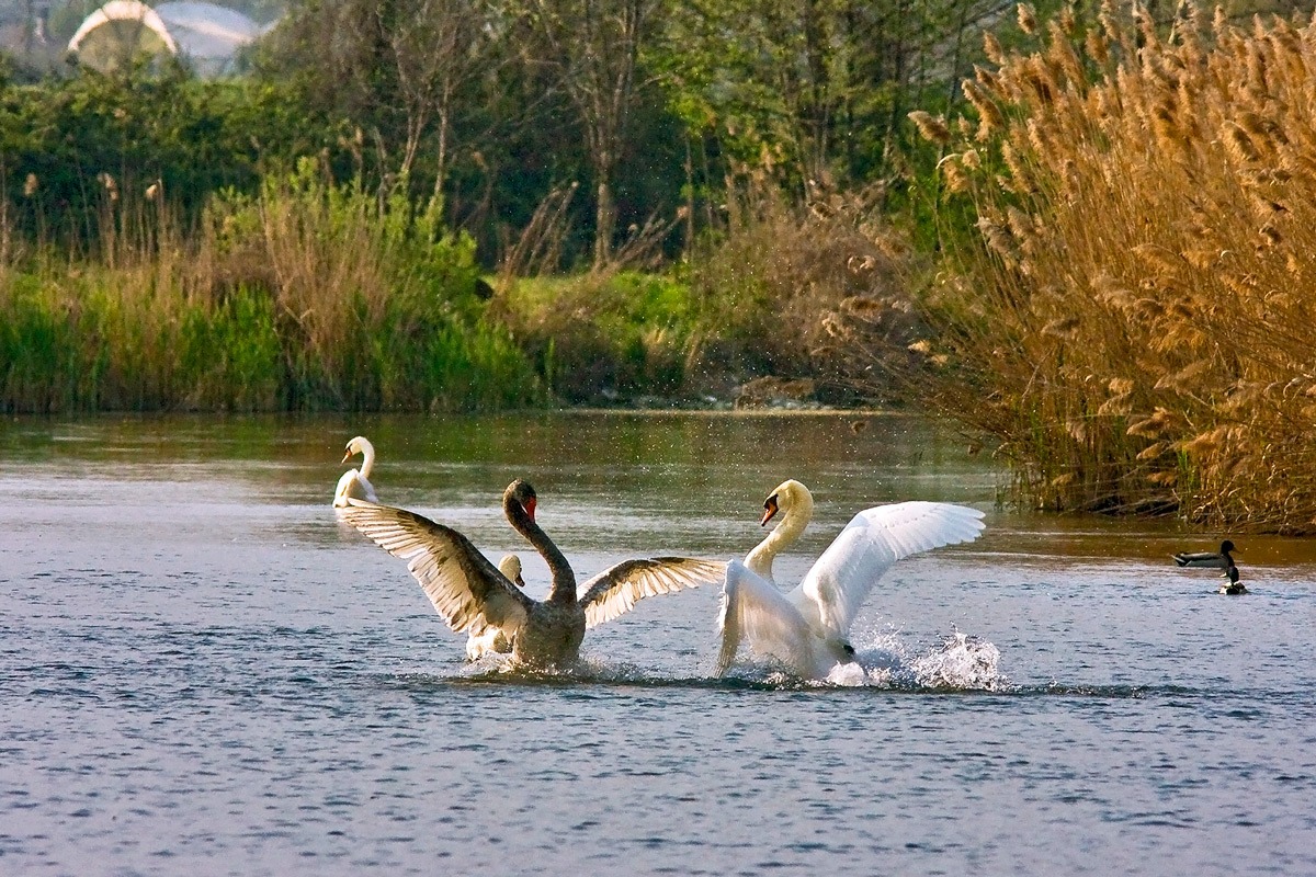Battle between swans....