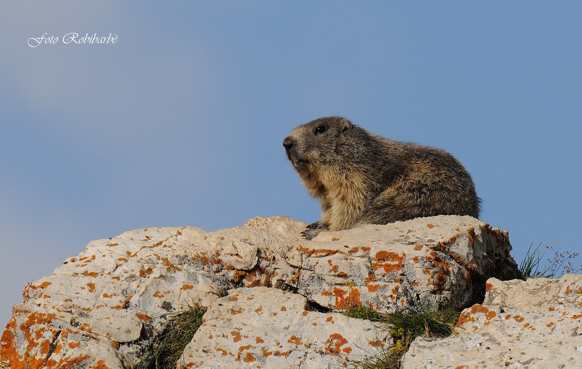 Marmotta......