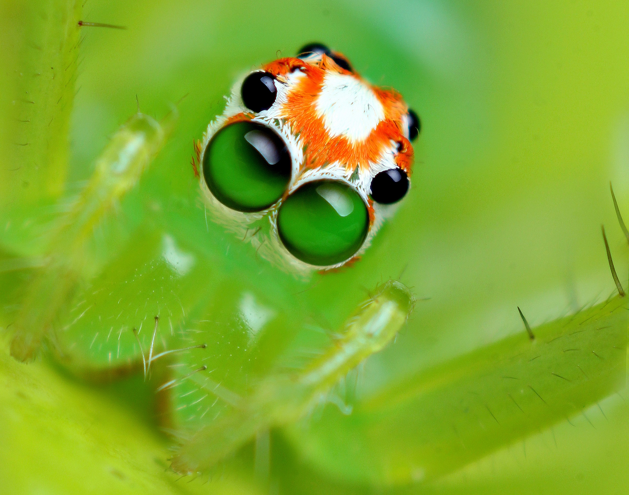Female Magnolia Green Jumping Spider...