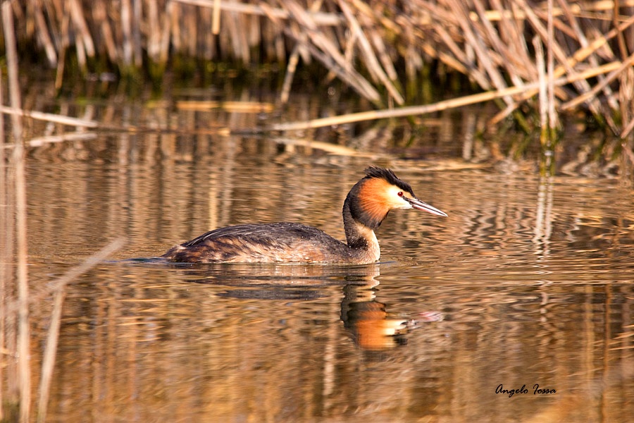 Grebe...