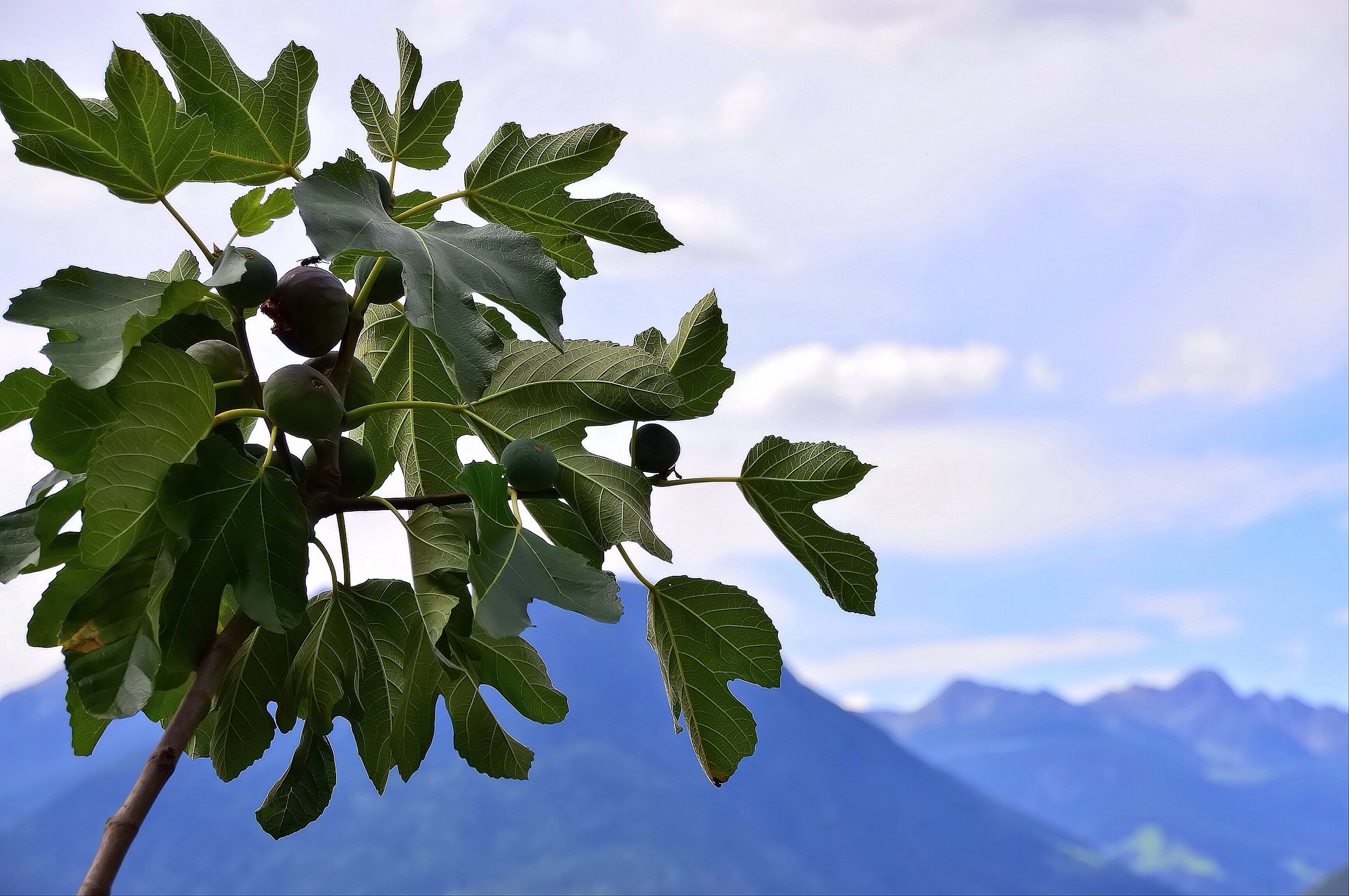Albero di fico sulle Alpi...