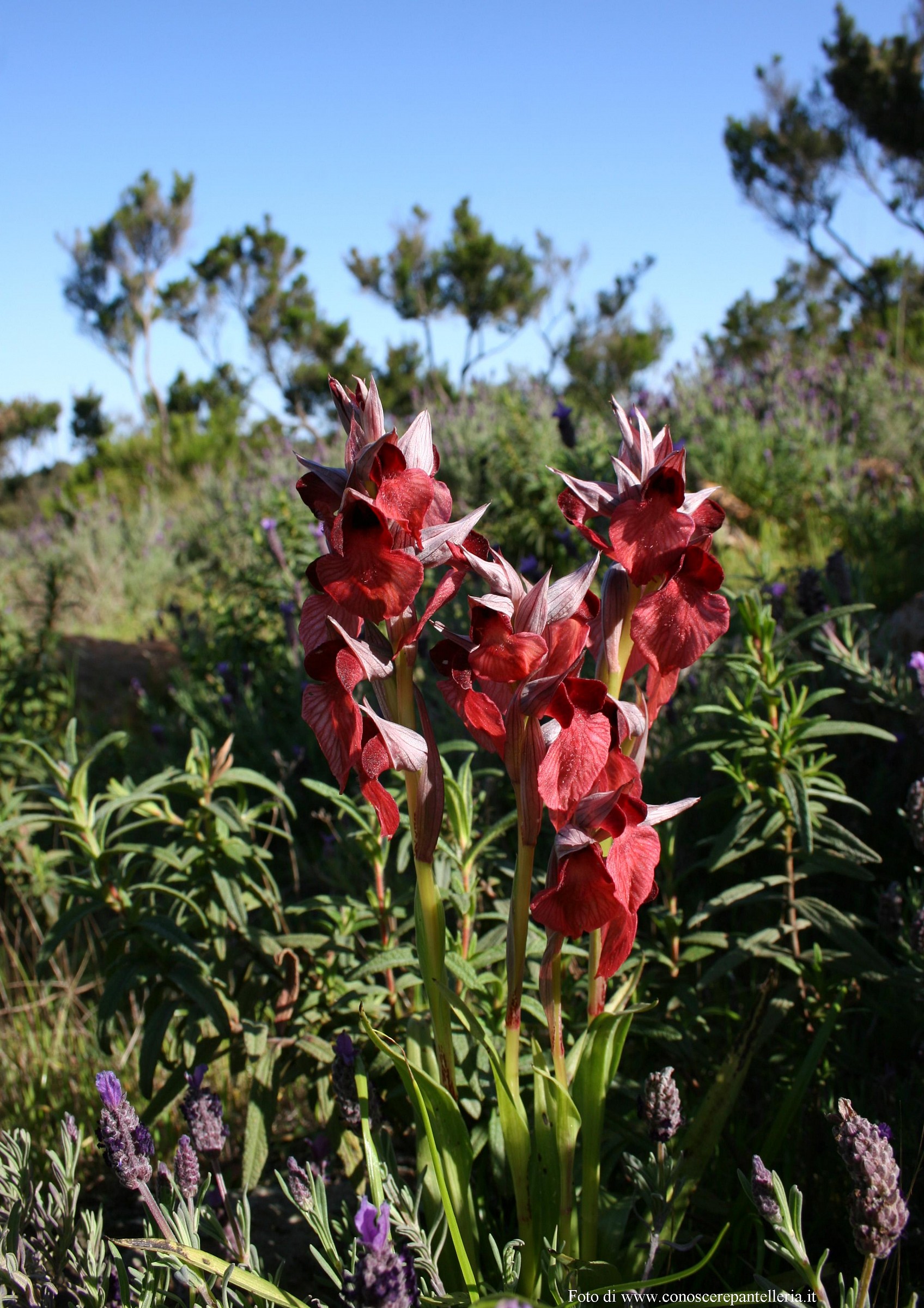 orchidea dell'isola di Pantelleria Serapias cossyrensis...