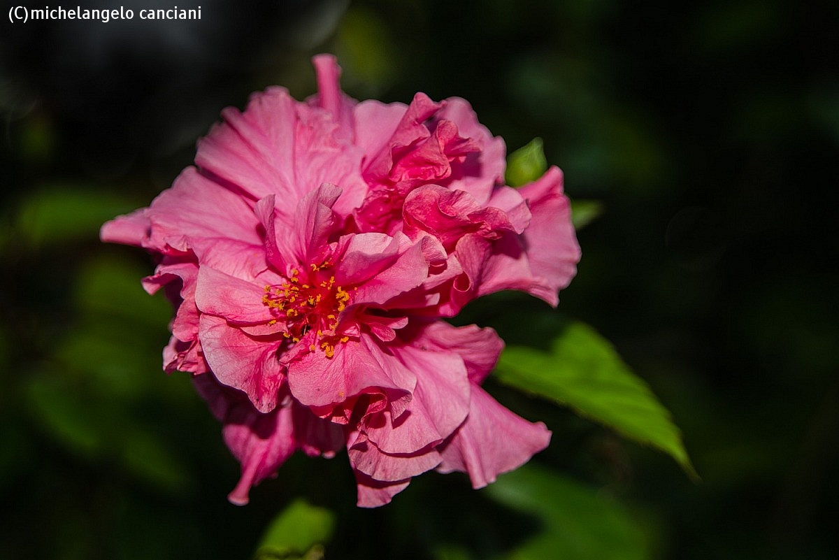 camellia japonica...
