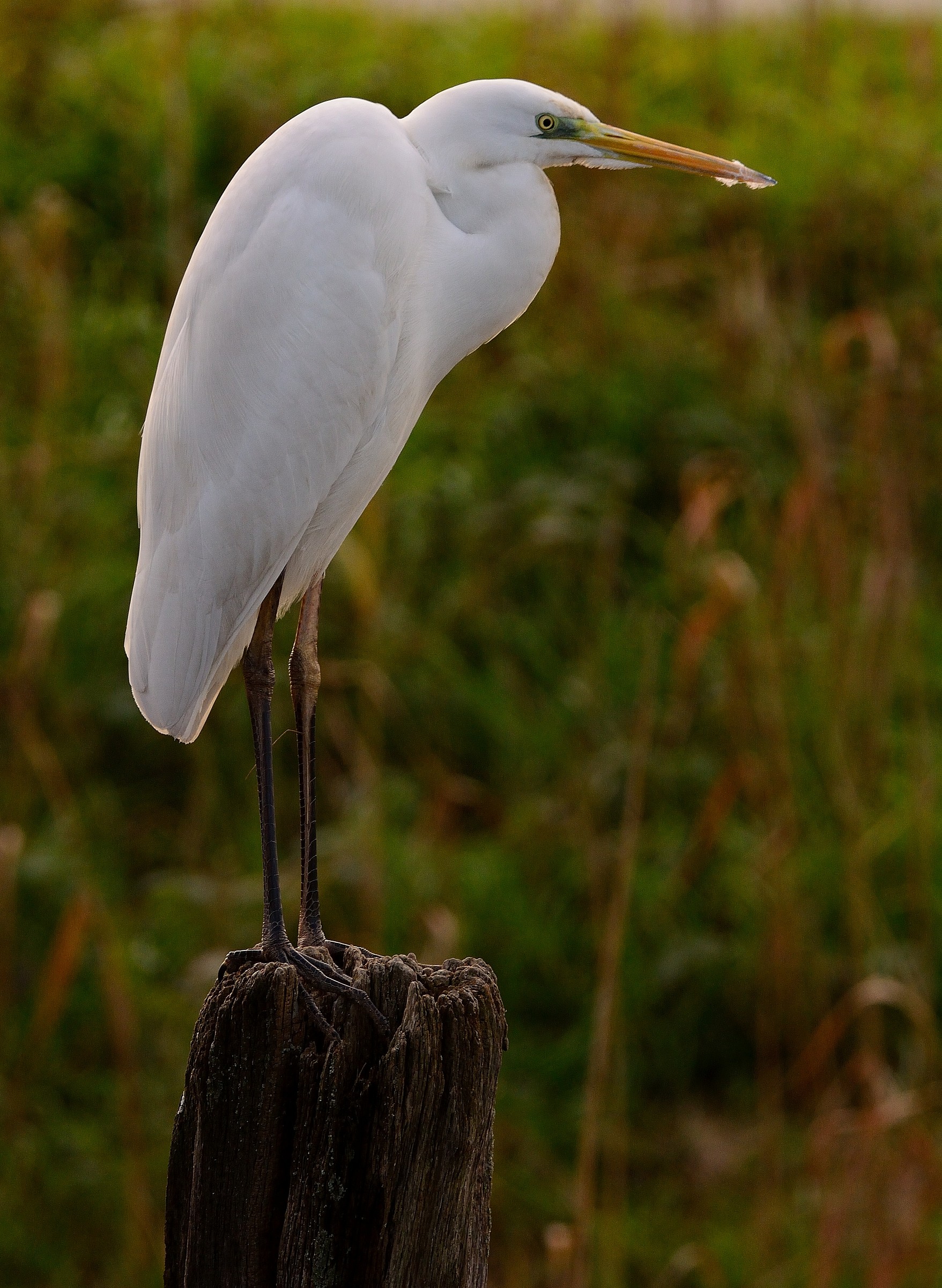 Ardea alba...