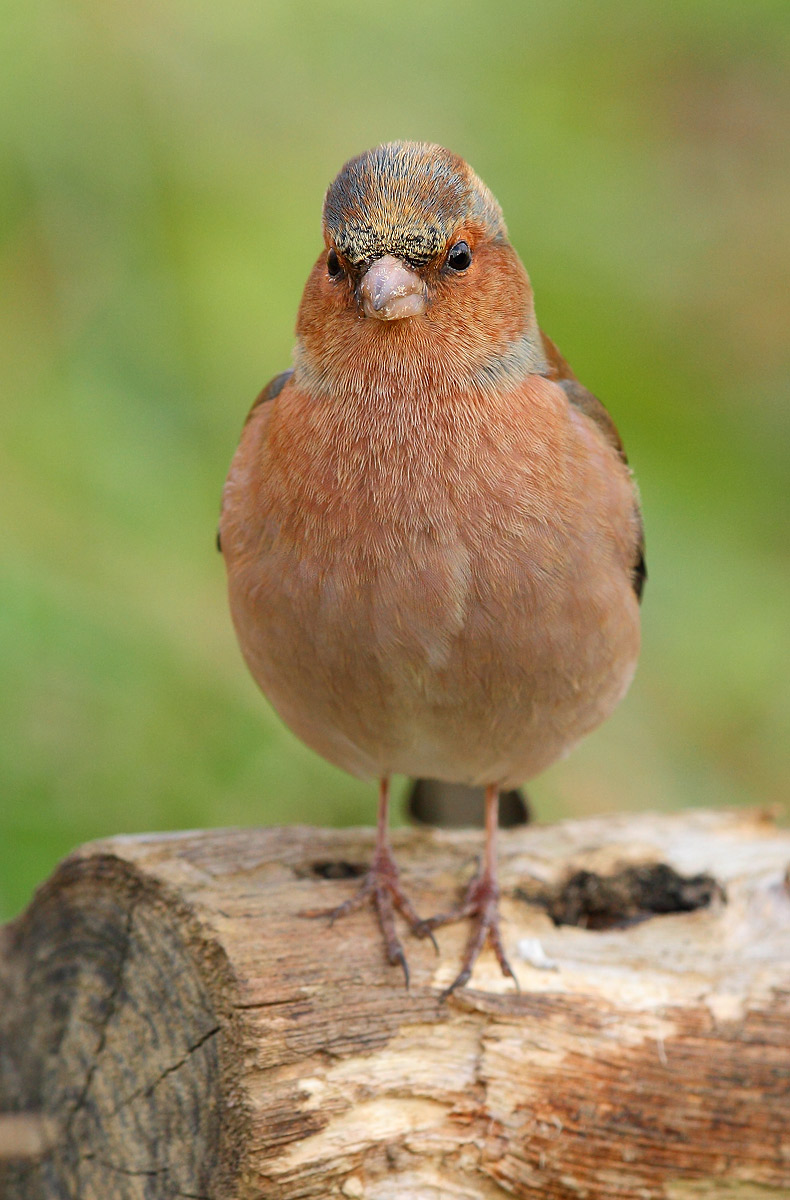 Finch...