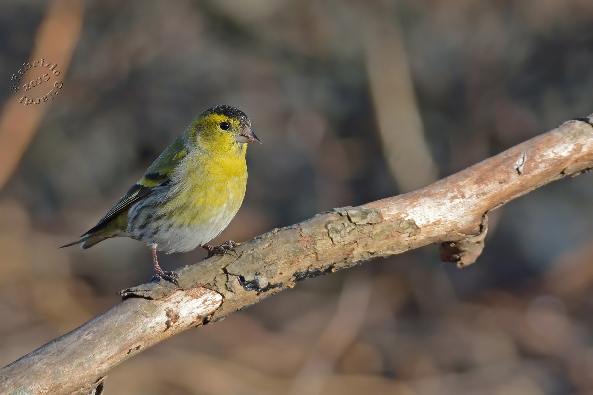 Siskin m. (Eurasian siskin)...