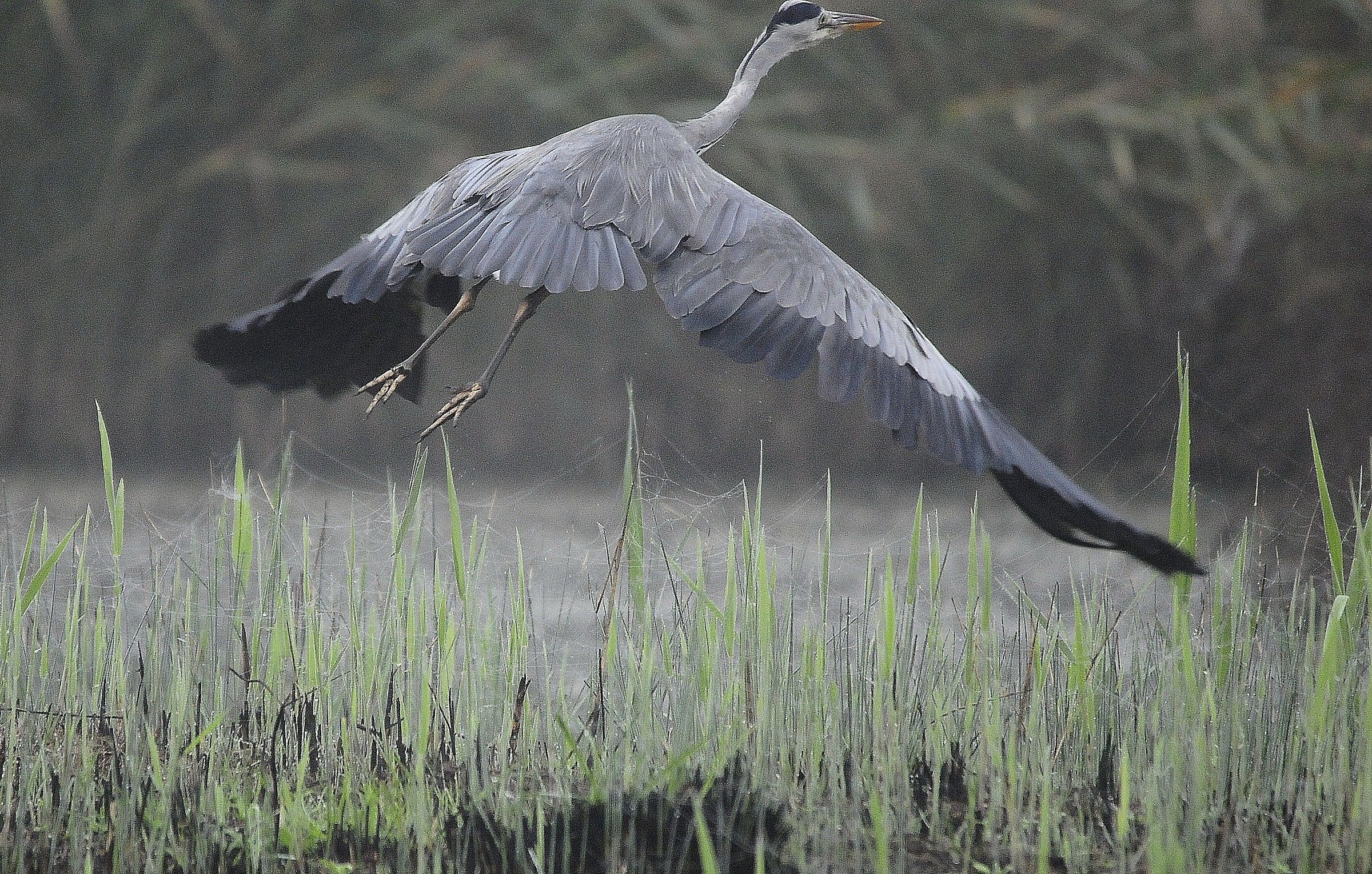 Grey Heron...