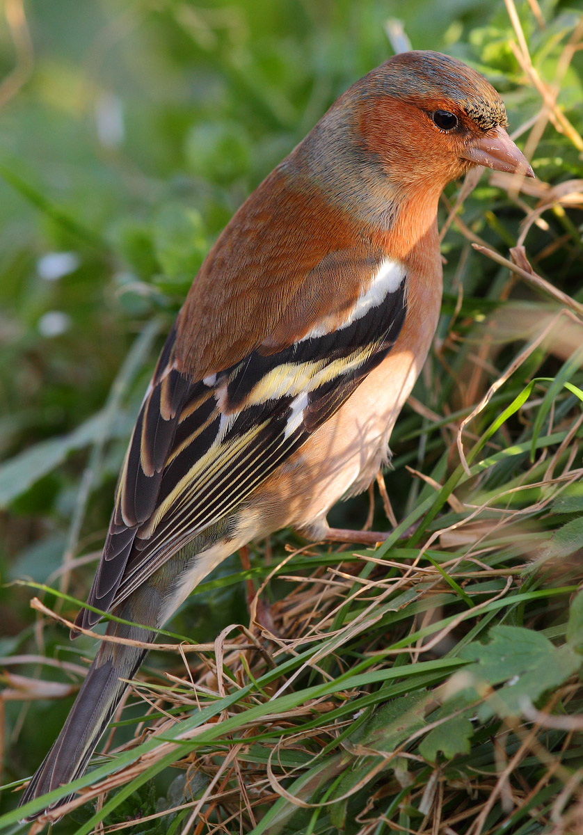 Finch...