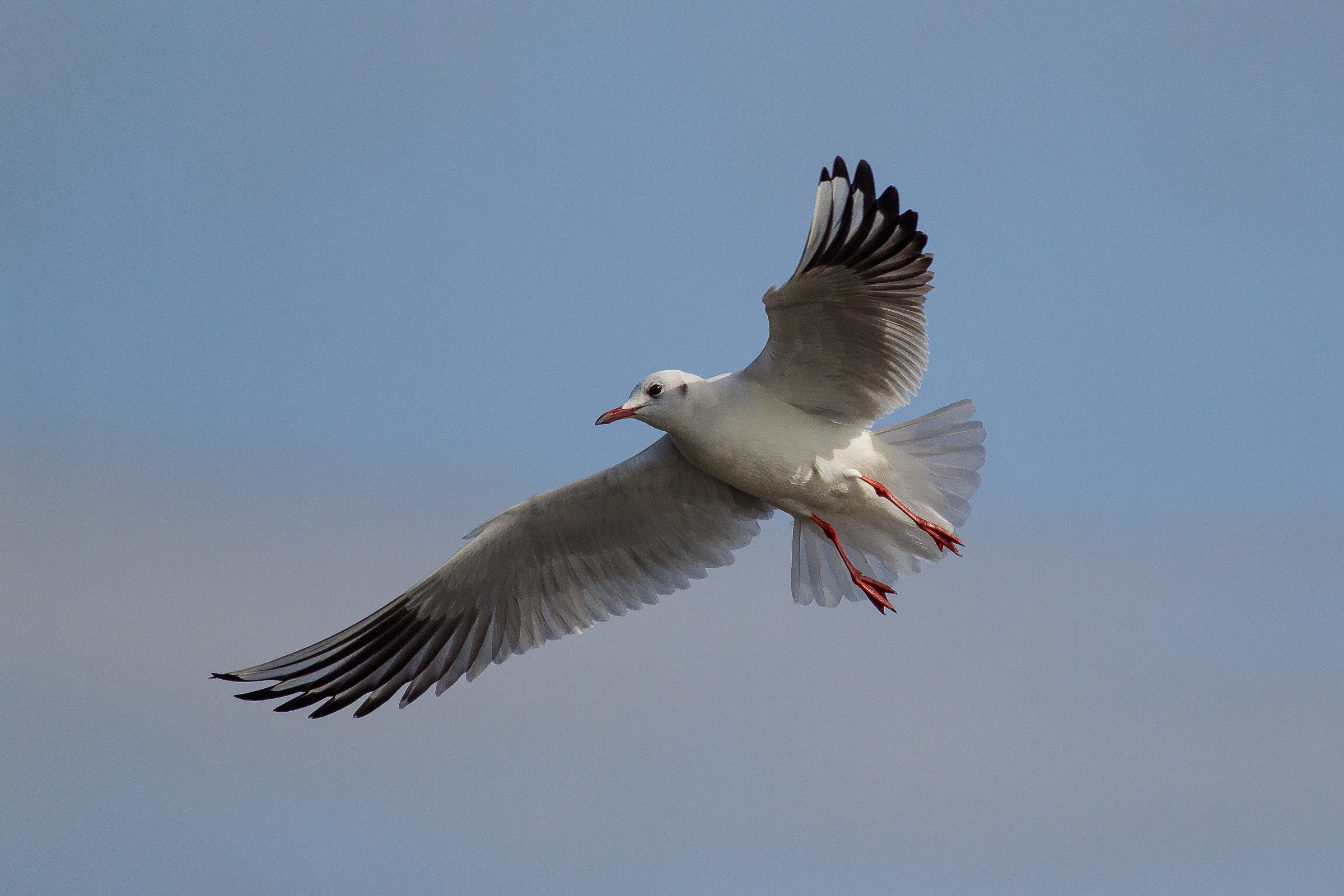 Headed Gull...