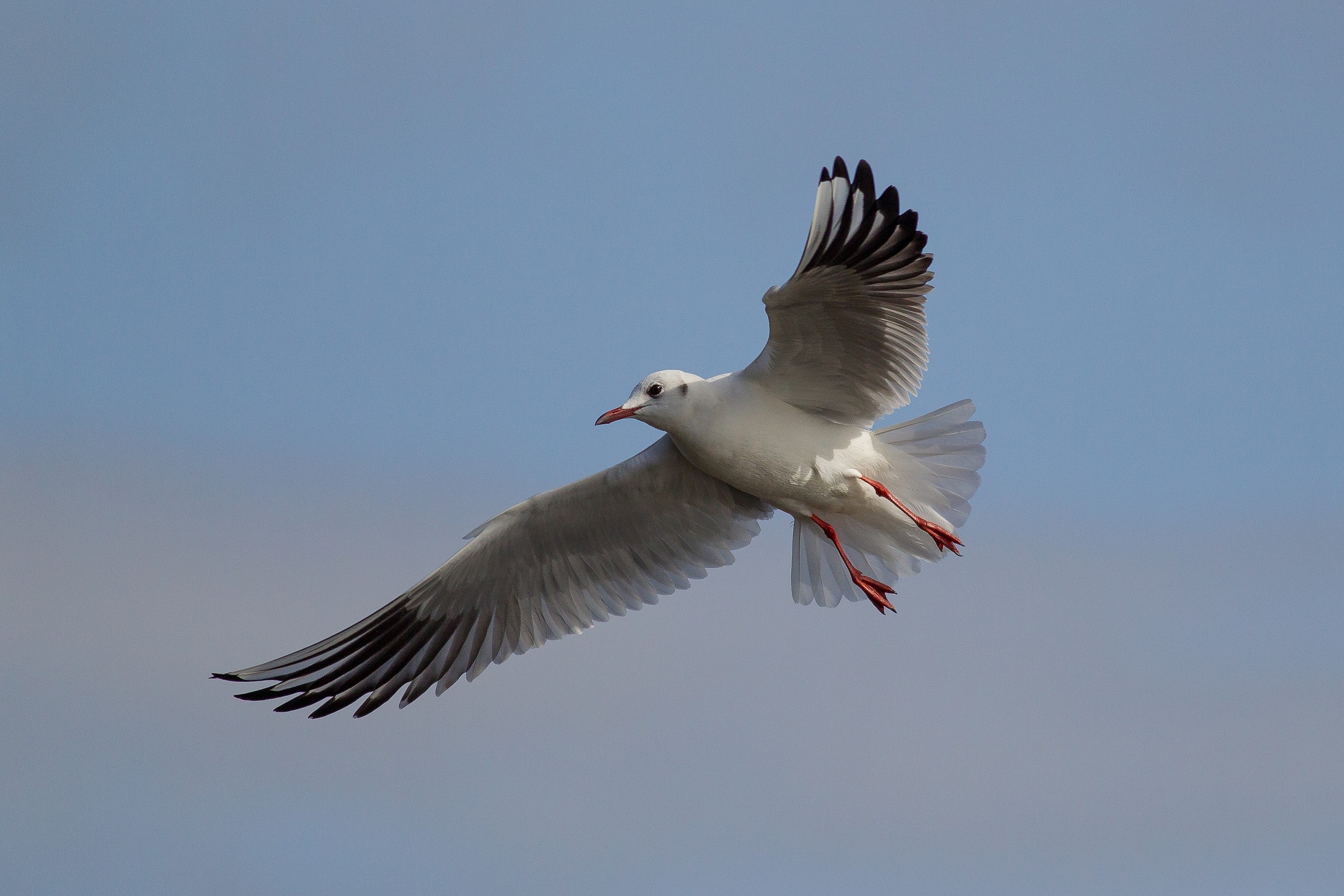 Headed Gull...