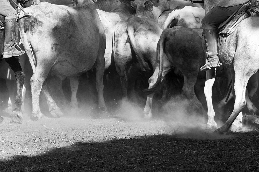 Maremma, the work of the cowboys...