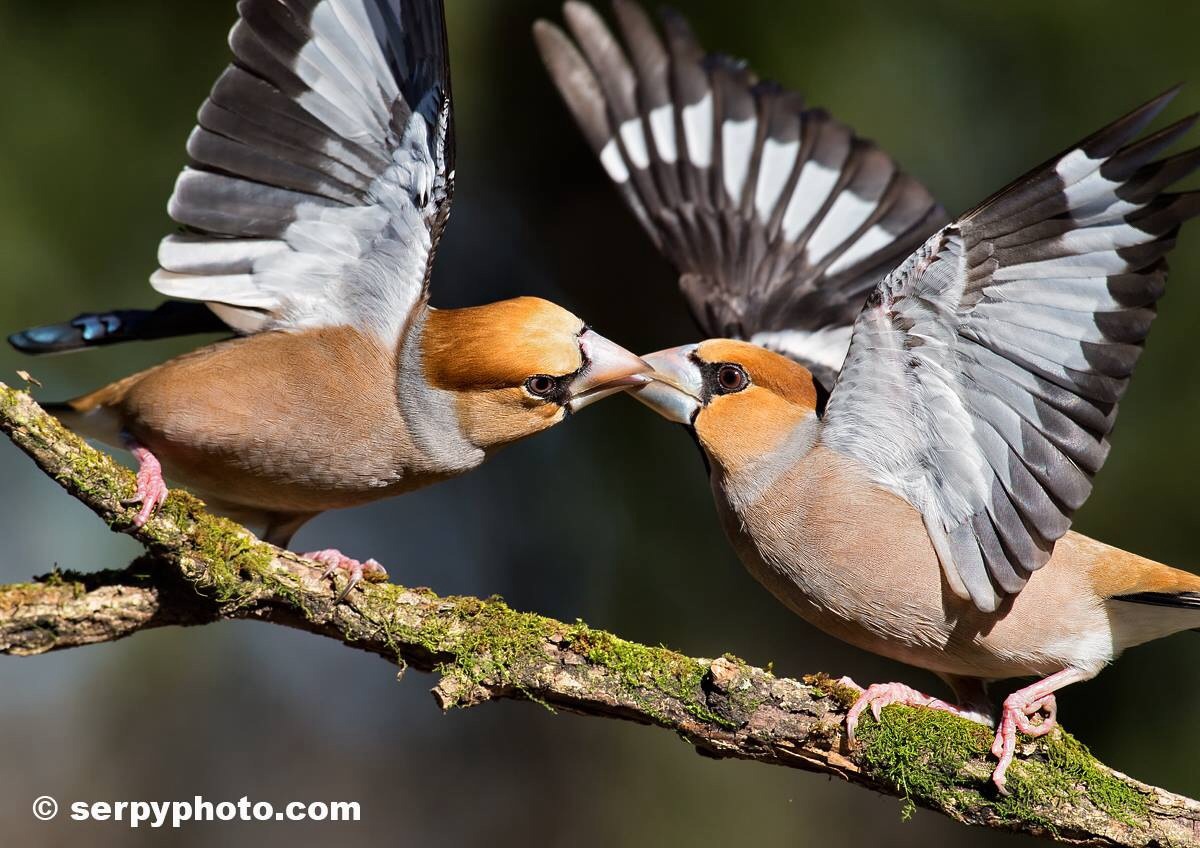 Hawfinches...