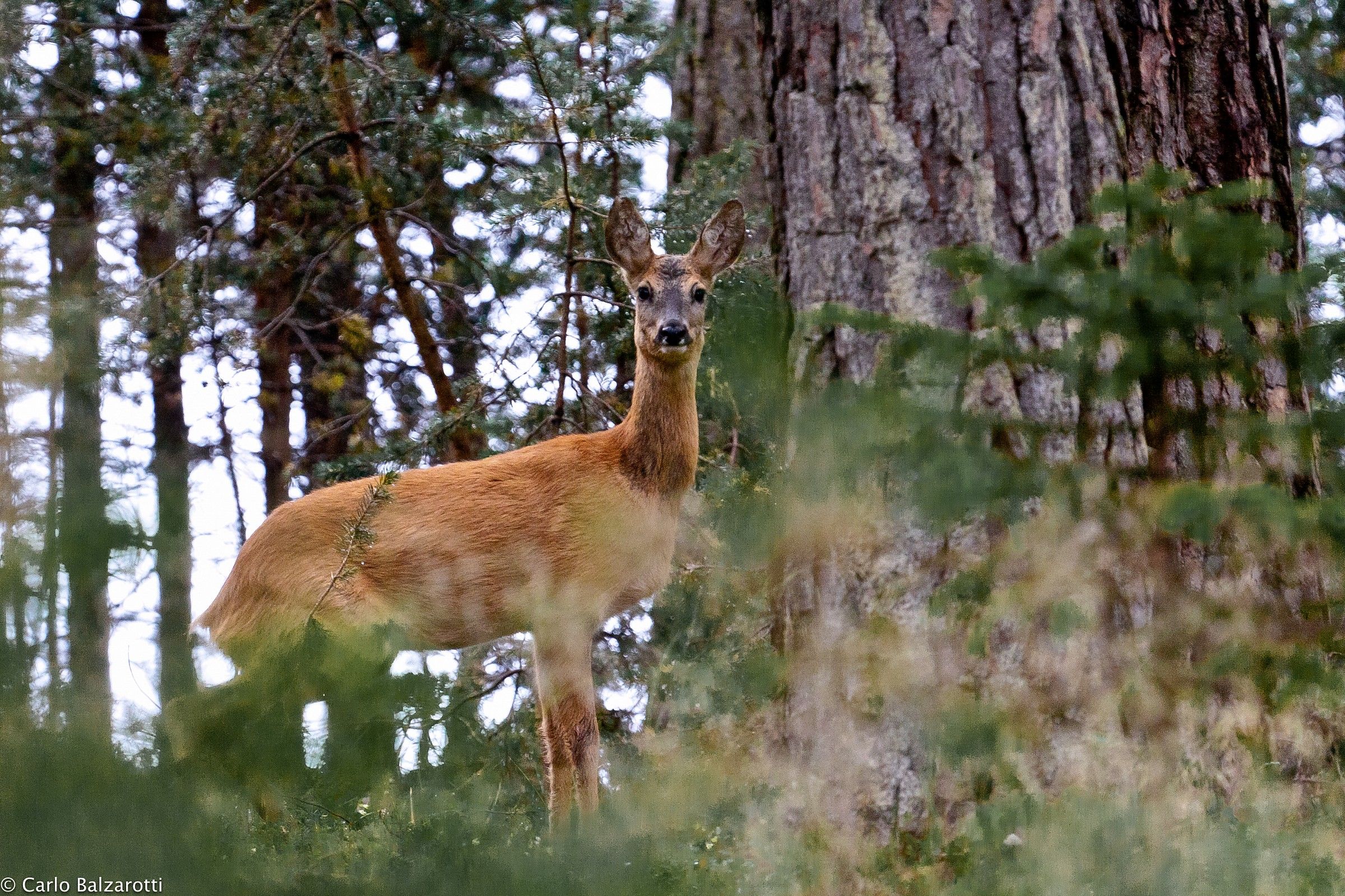 encounter in the woods with female deer...