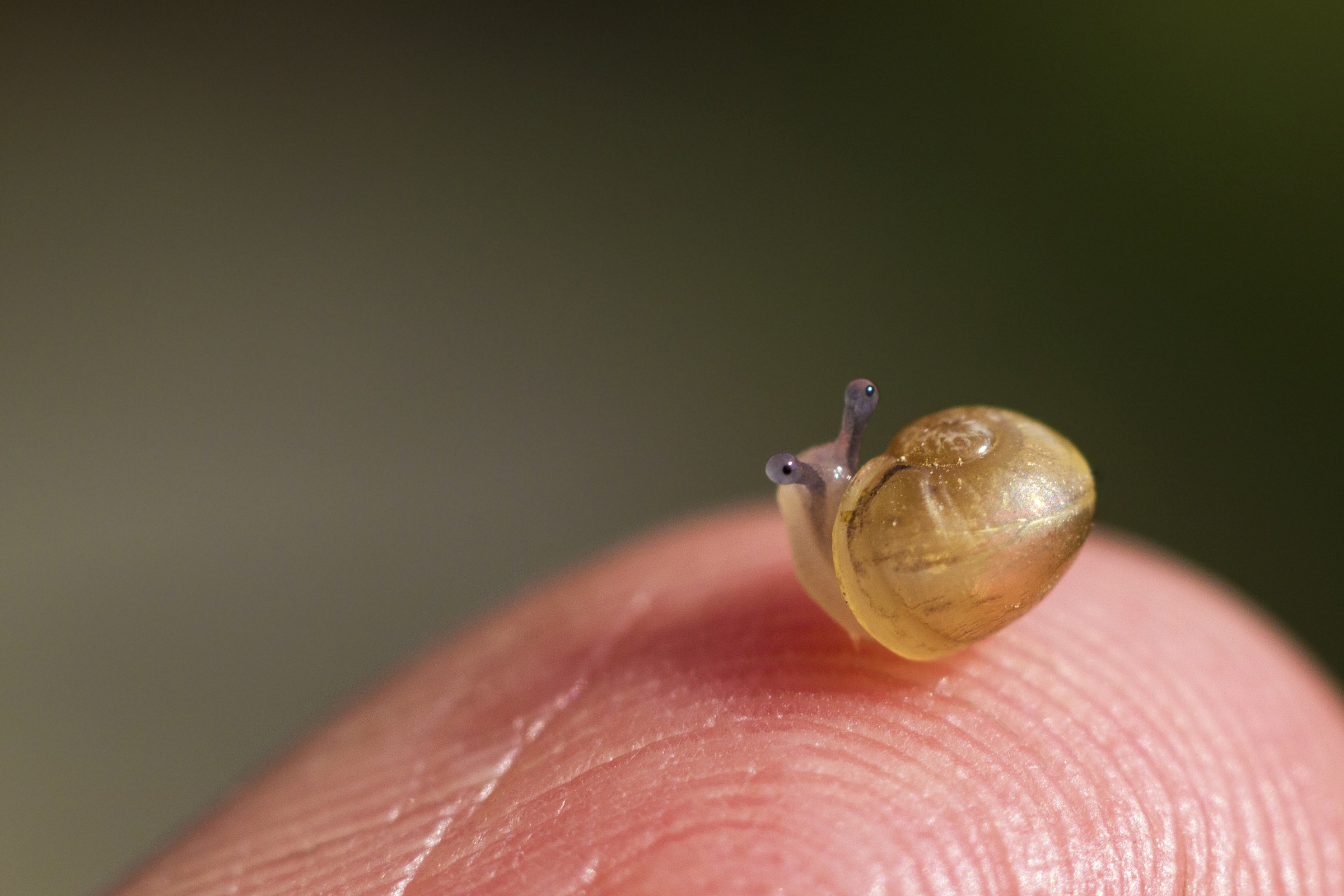 mini snail!...