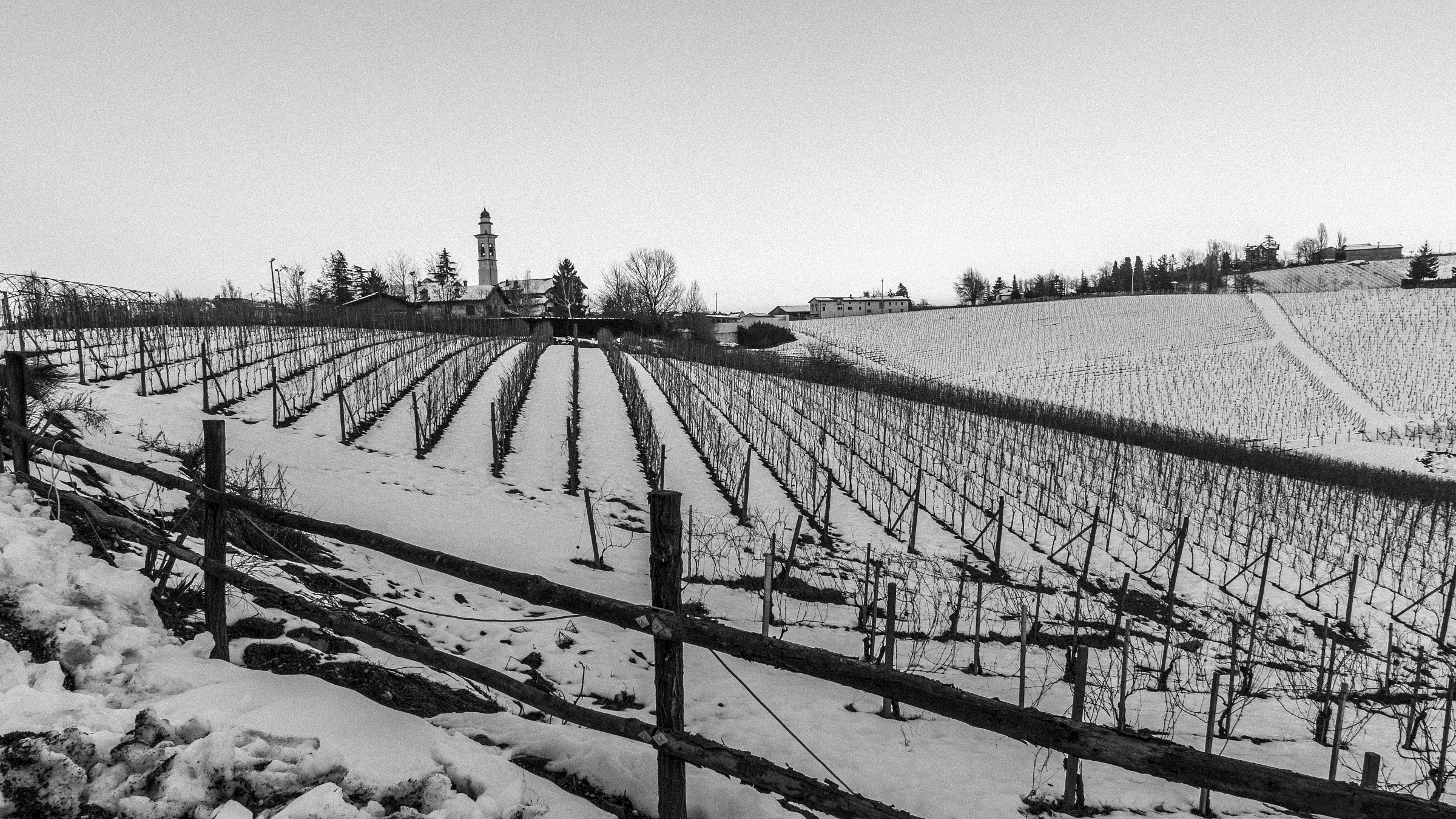 Vineyards in white .... Gavi...