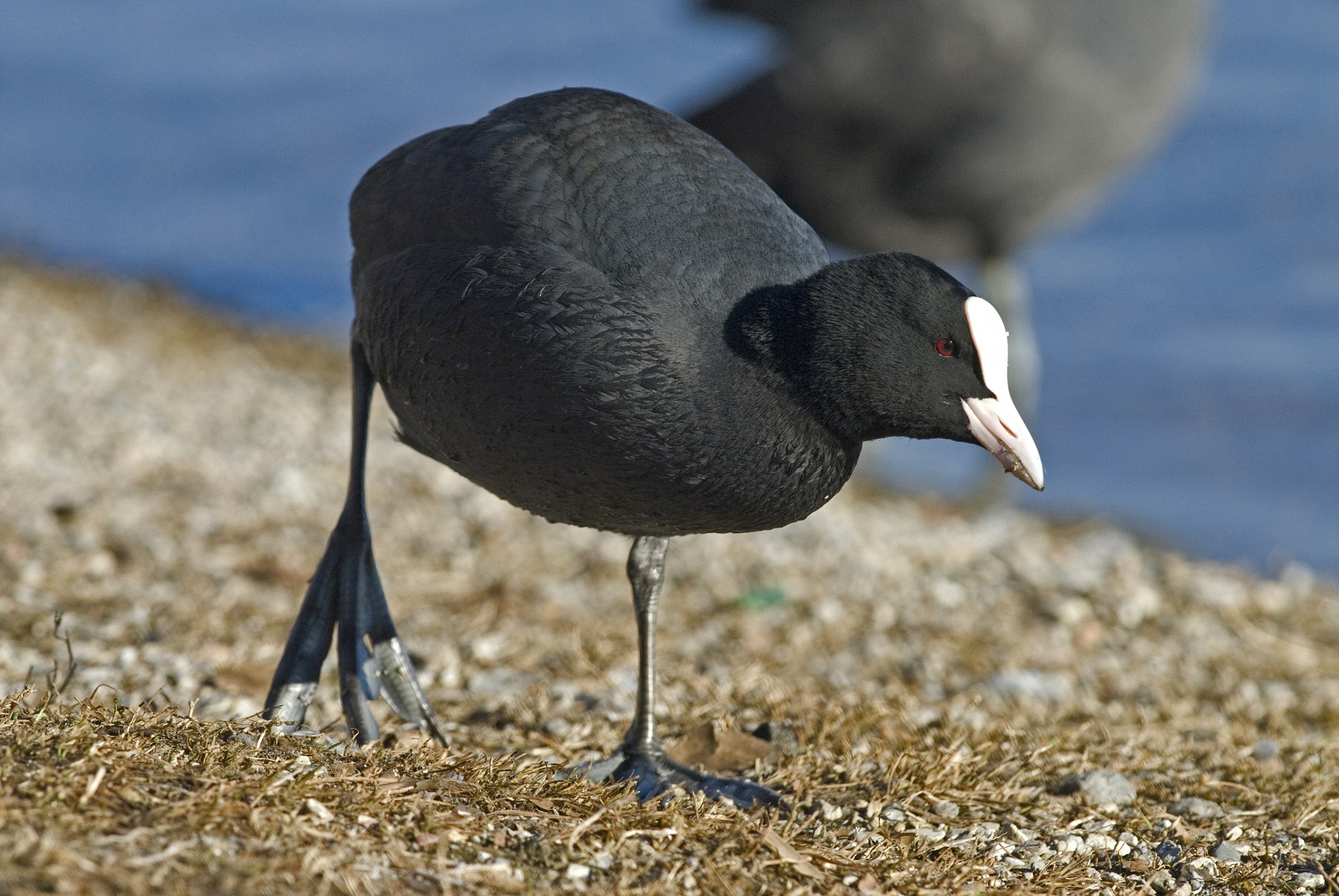 Coot...