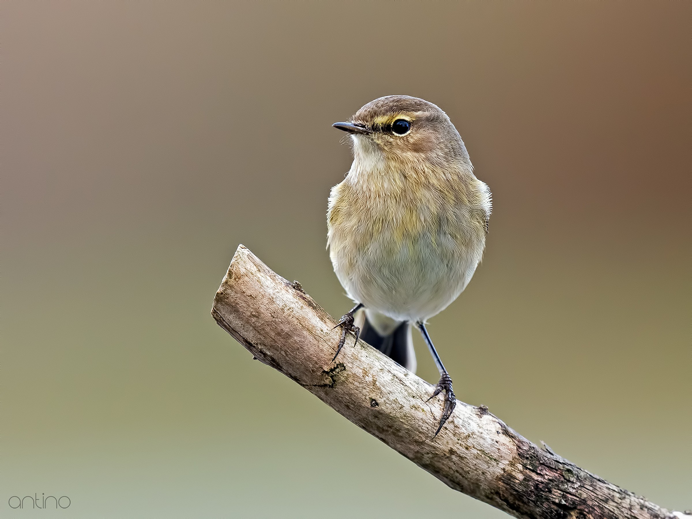 Chiffchaff...