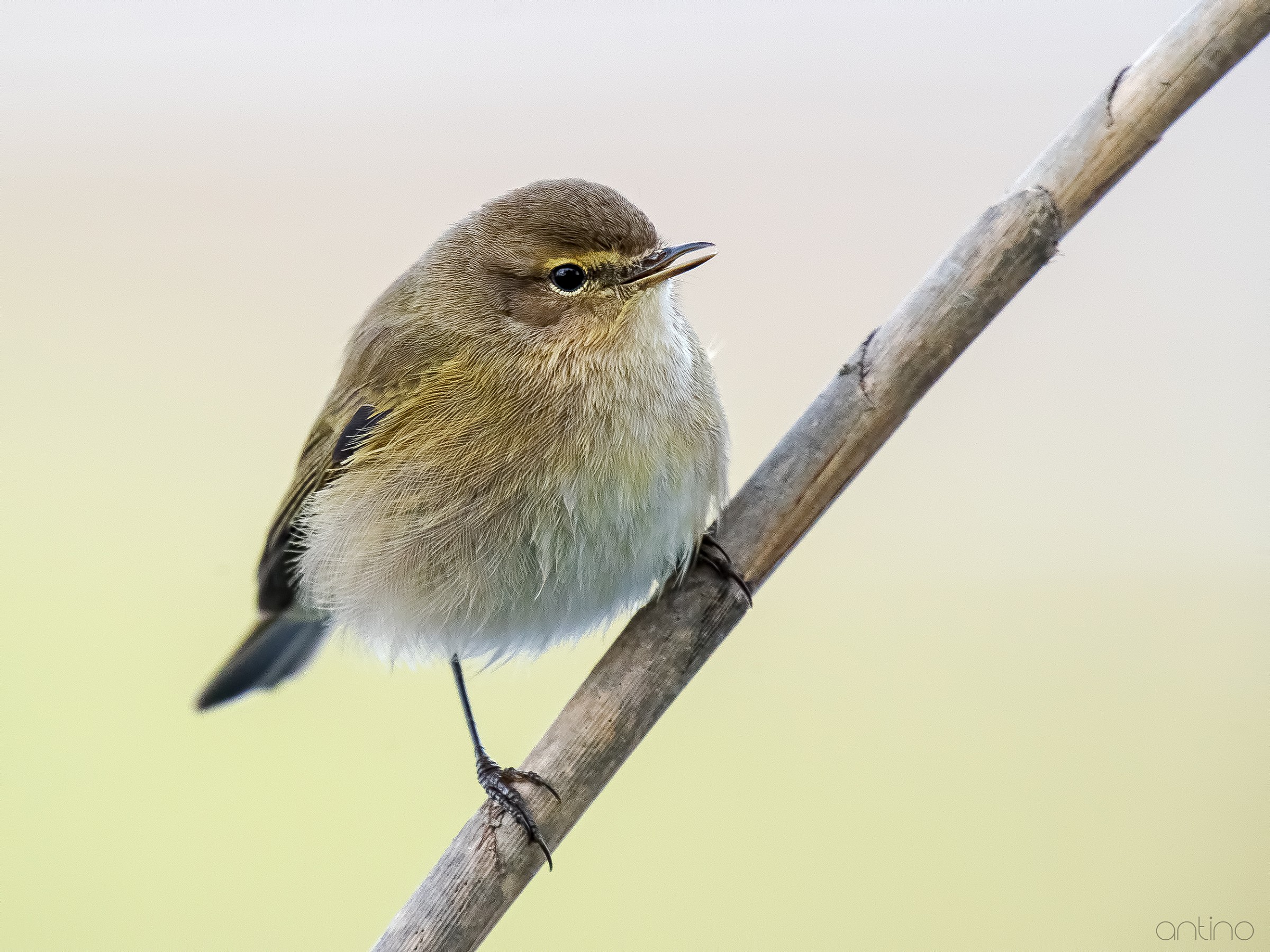 Chiffchaff...