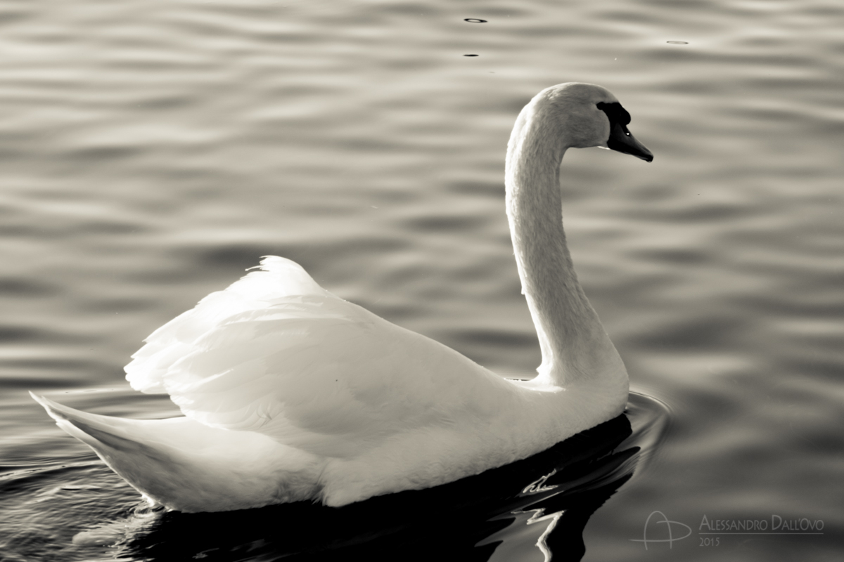 Swan in Bardolino...