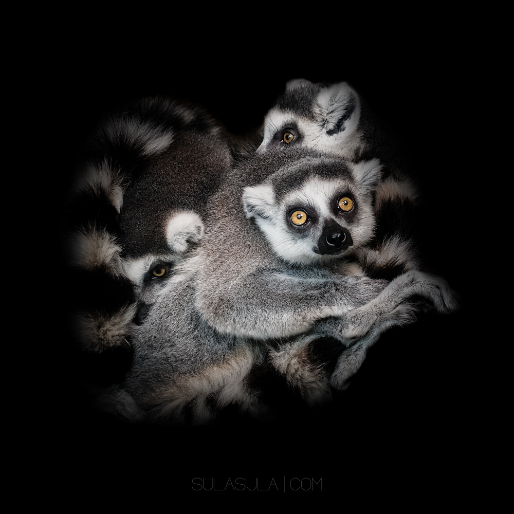 Lemur | ZOO Plzen...