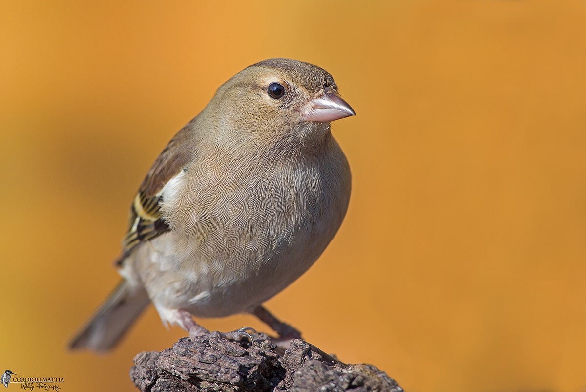 Female Chaffinch KM Zero .........