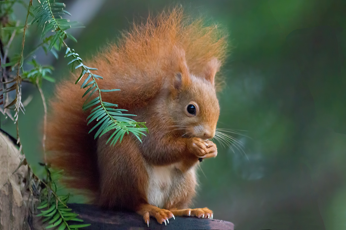 Roso squirrel (Sciurus vulgaris)...