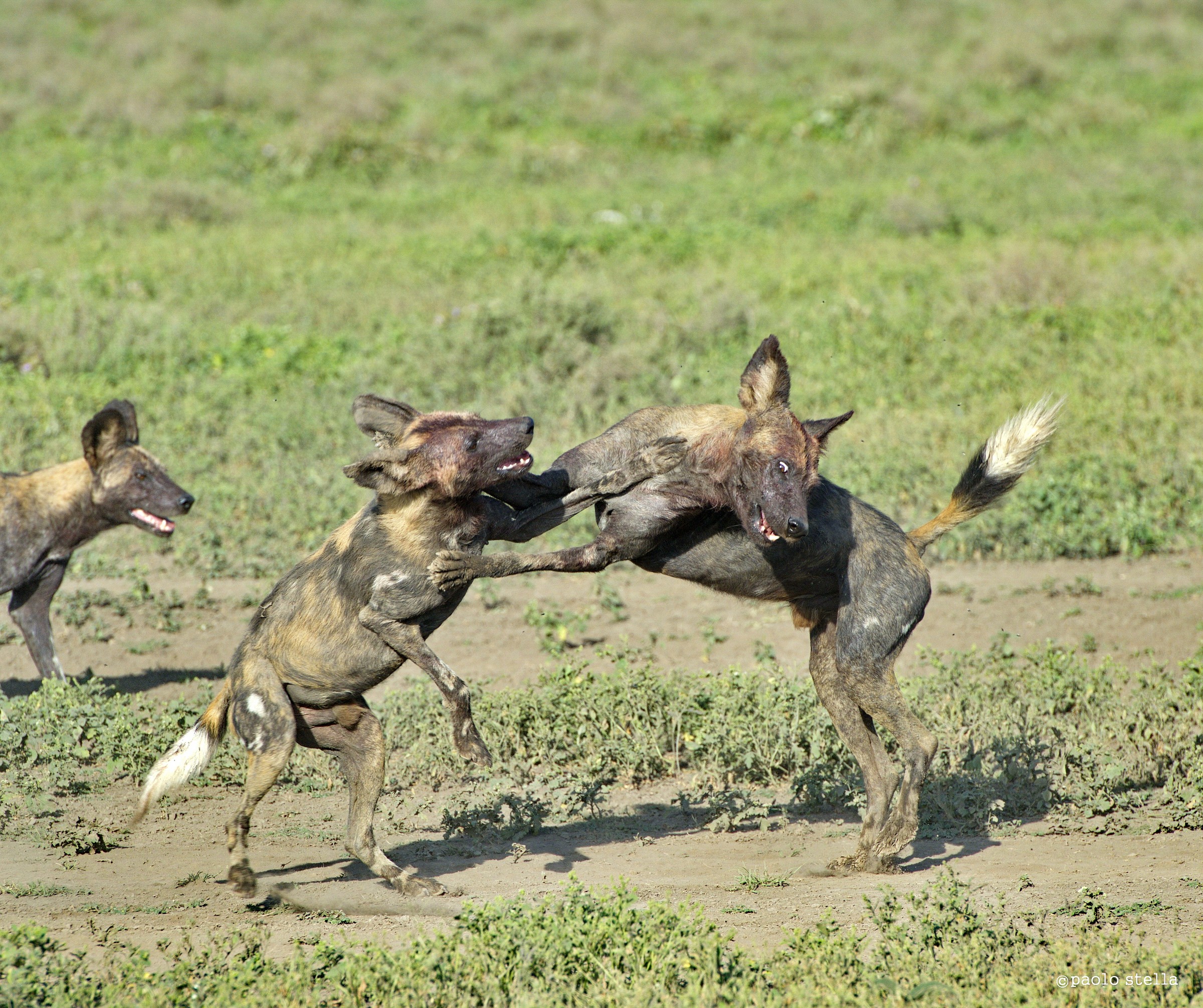 Playing wild dogs...