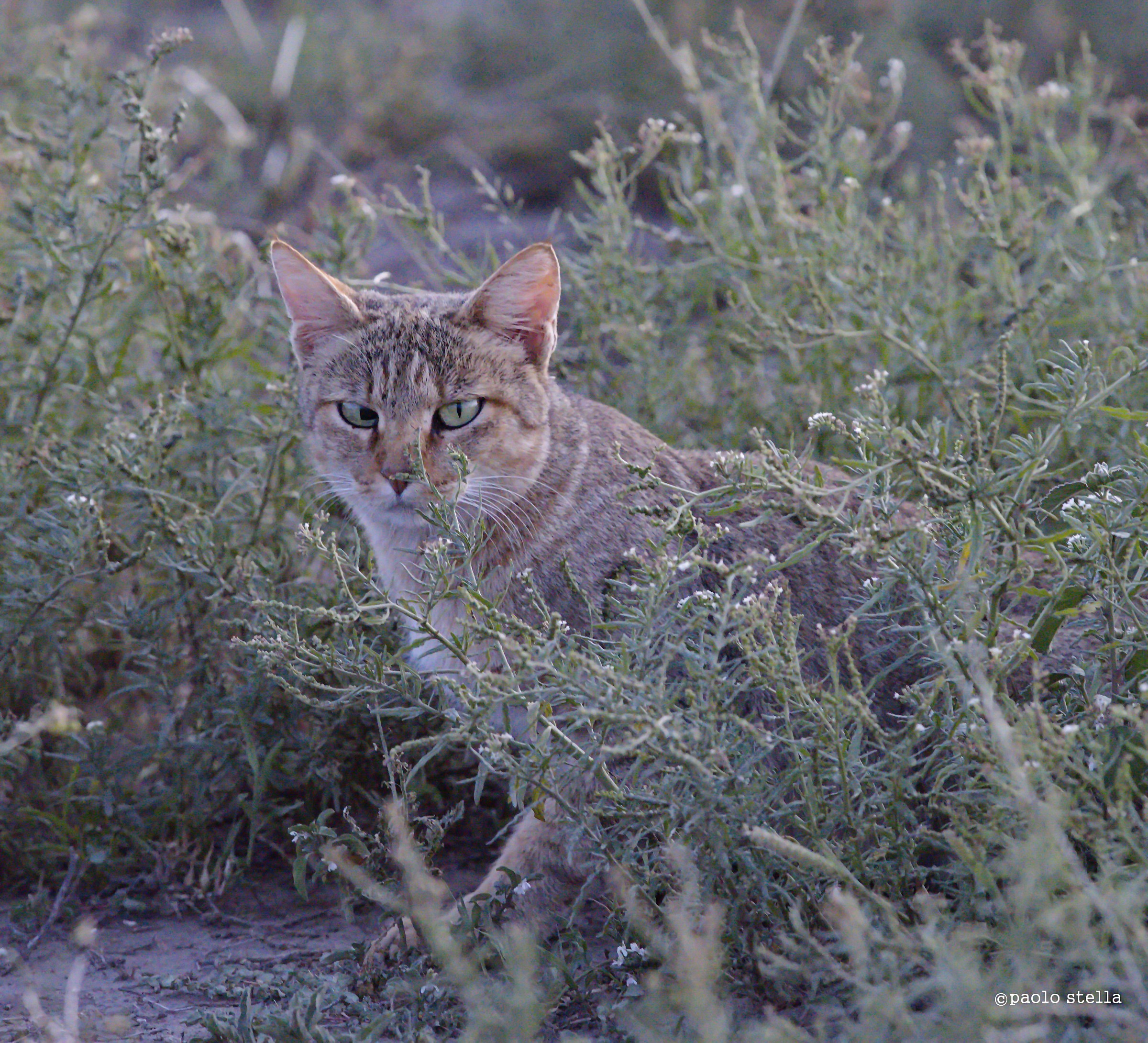 African wildcat  (Felis silvestris lybica)...