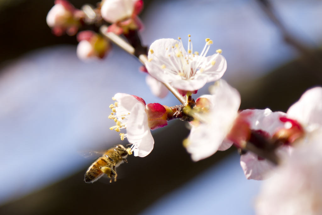 Apricot Flower with Bee...