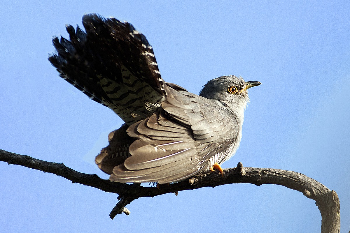 Cuckoo...