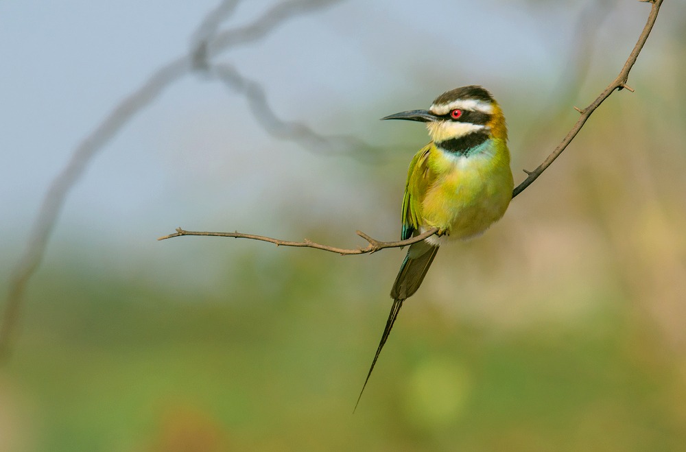 white throated bee eater...