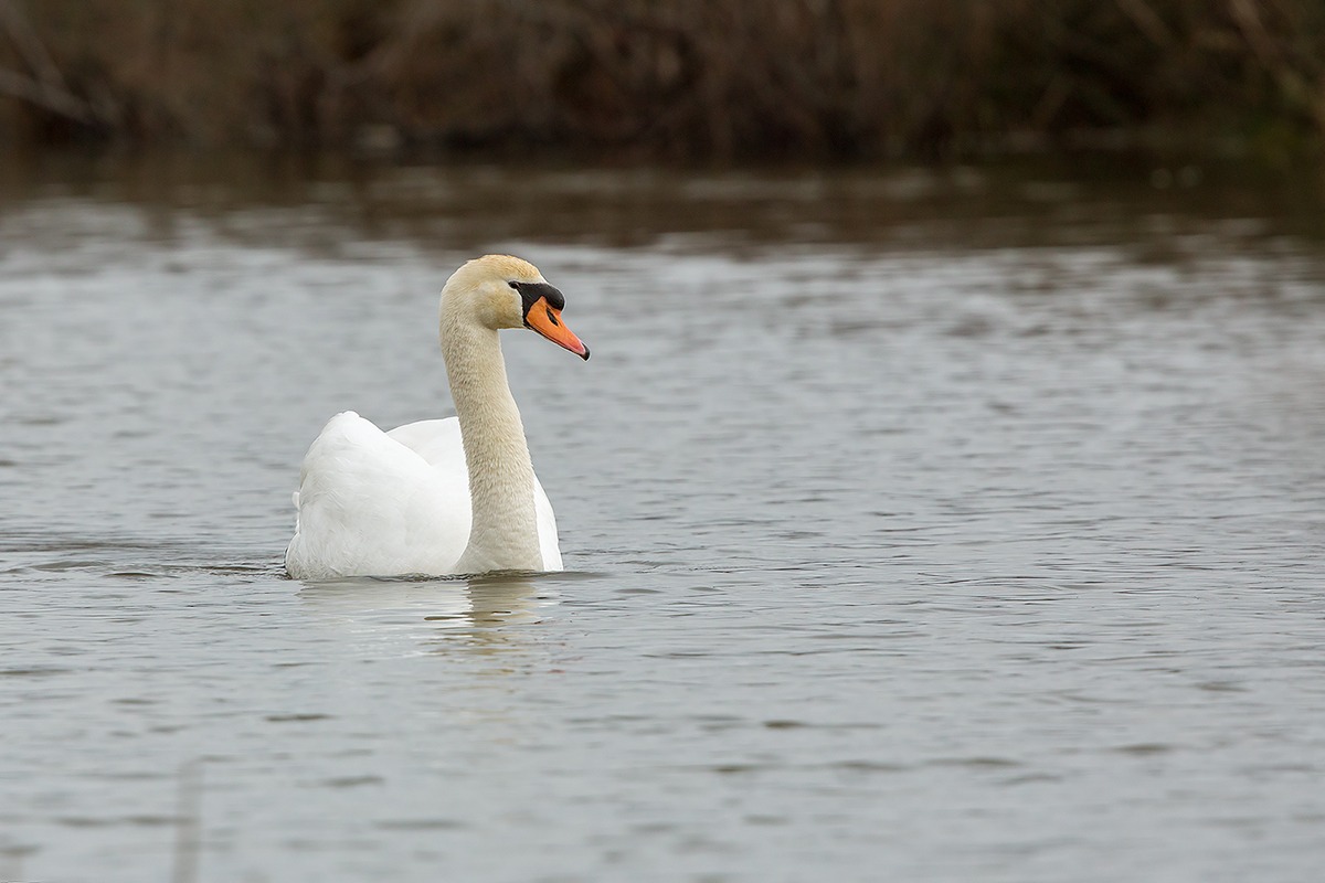 Mute Swan...