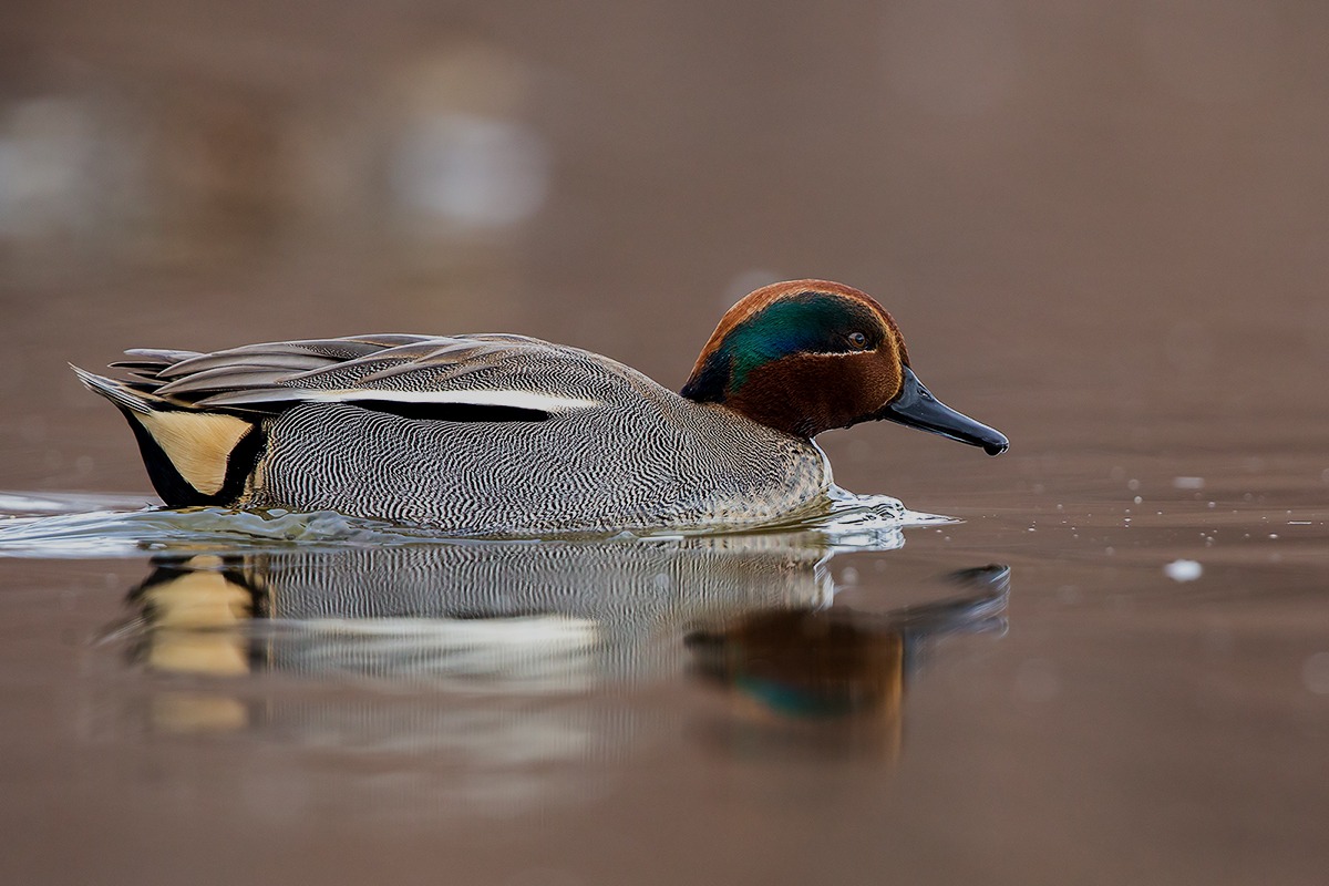 Teal male...